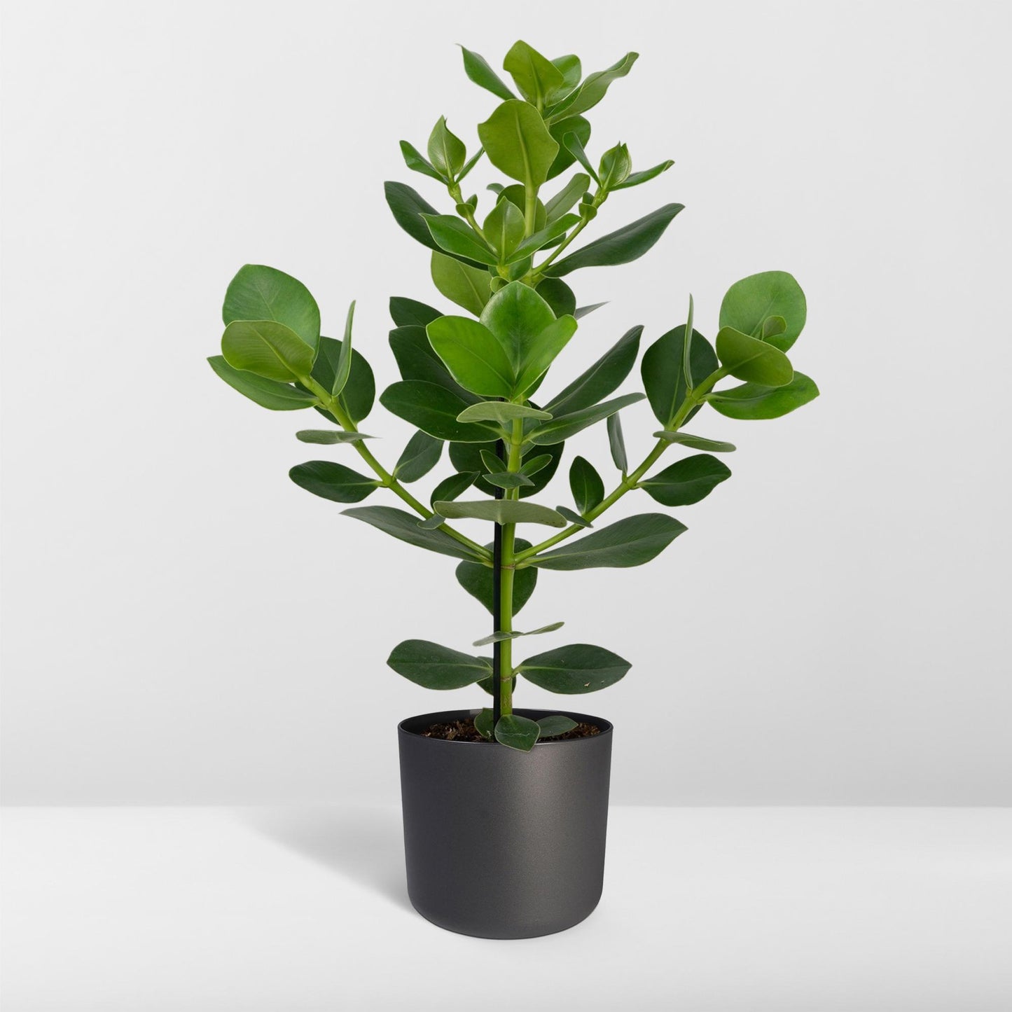 Clusia rosea ‘Princess’ – Stoere Kamerplant met Glanzend Groen Blad