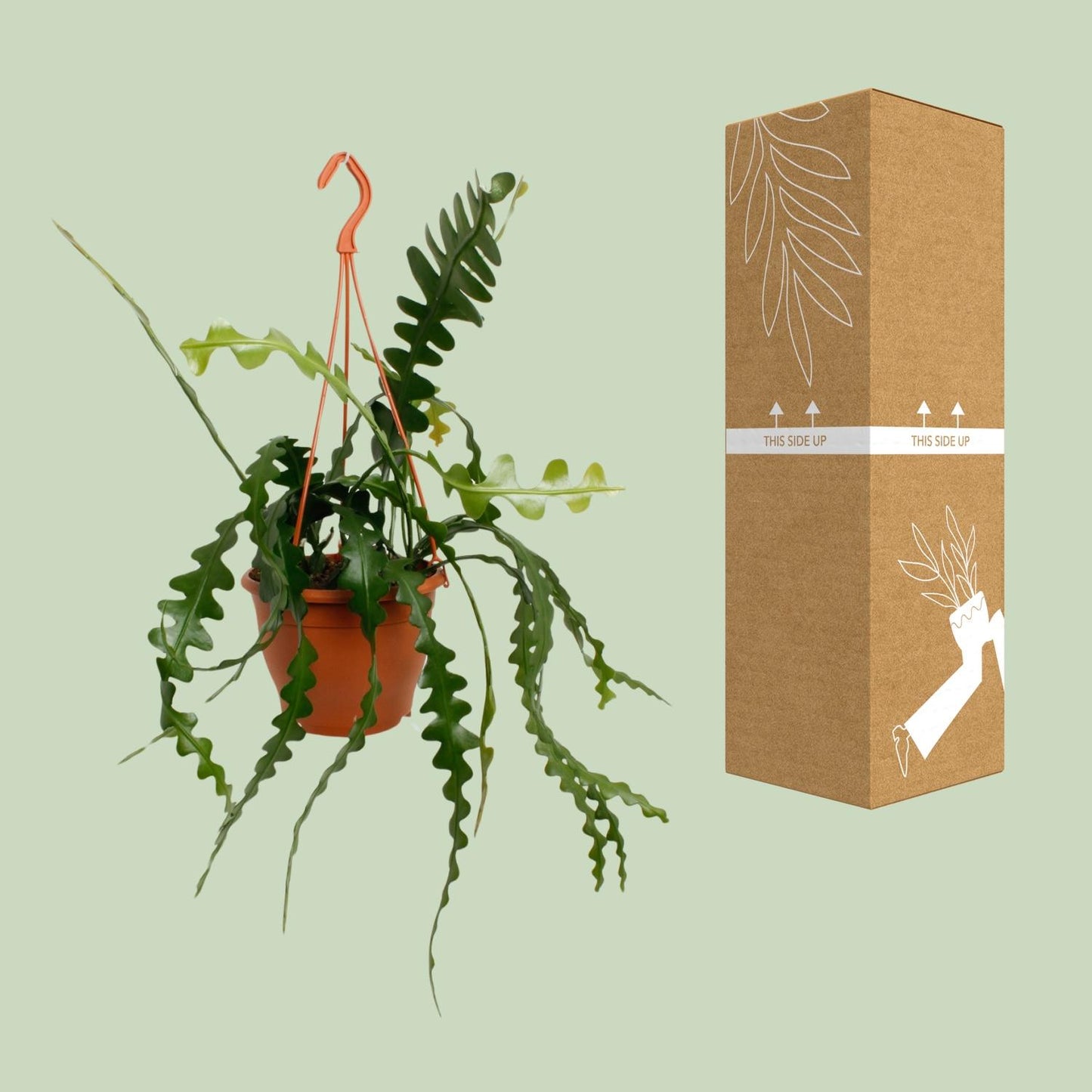 Epiphyllum Anguliger – Visgraatcactus met Uniek Zigzagblad