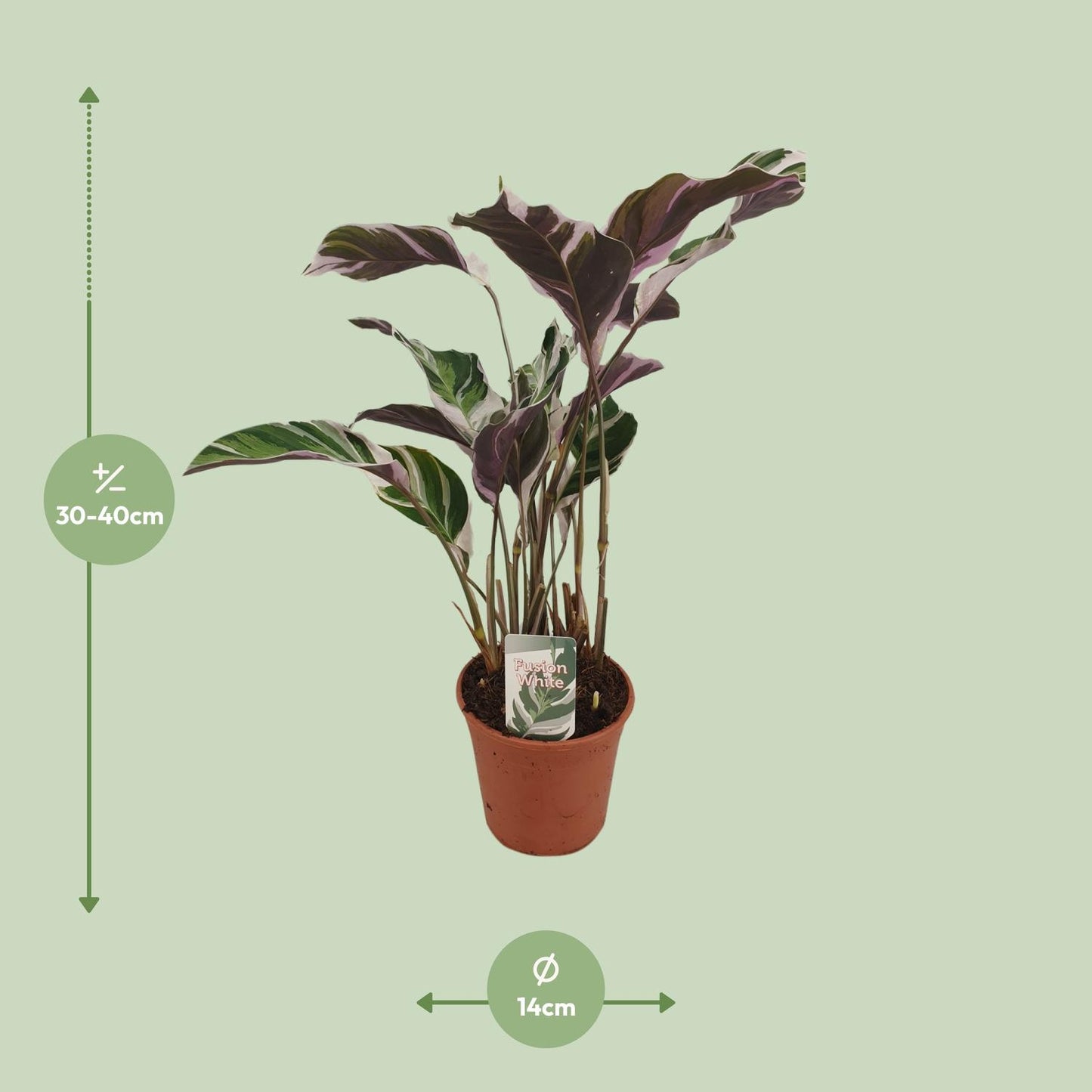 Calathea 'Fusion White' – Zeldzame Kunstwerkplant met Wit-Paarse Bladtekening