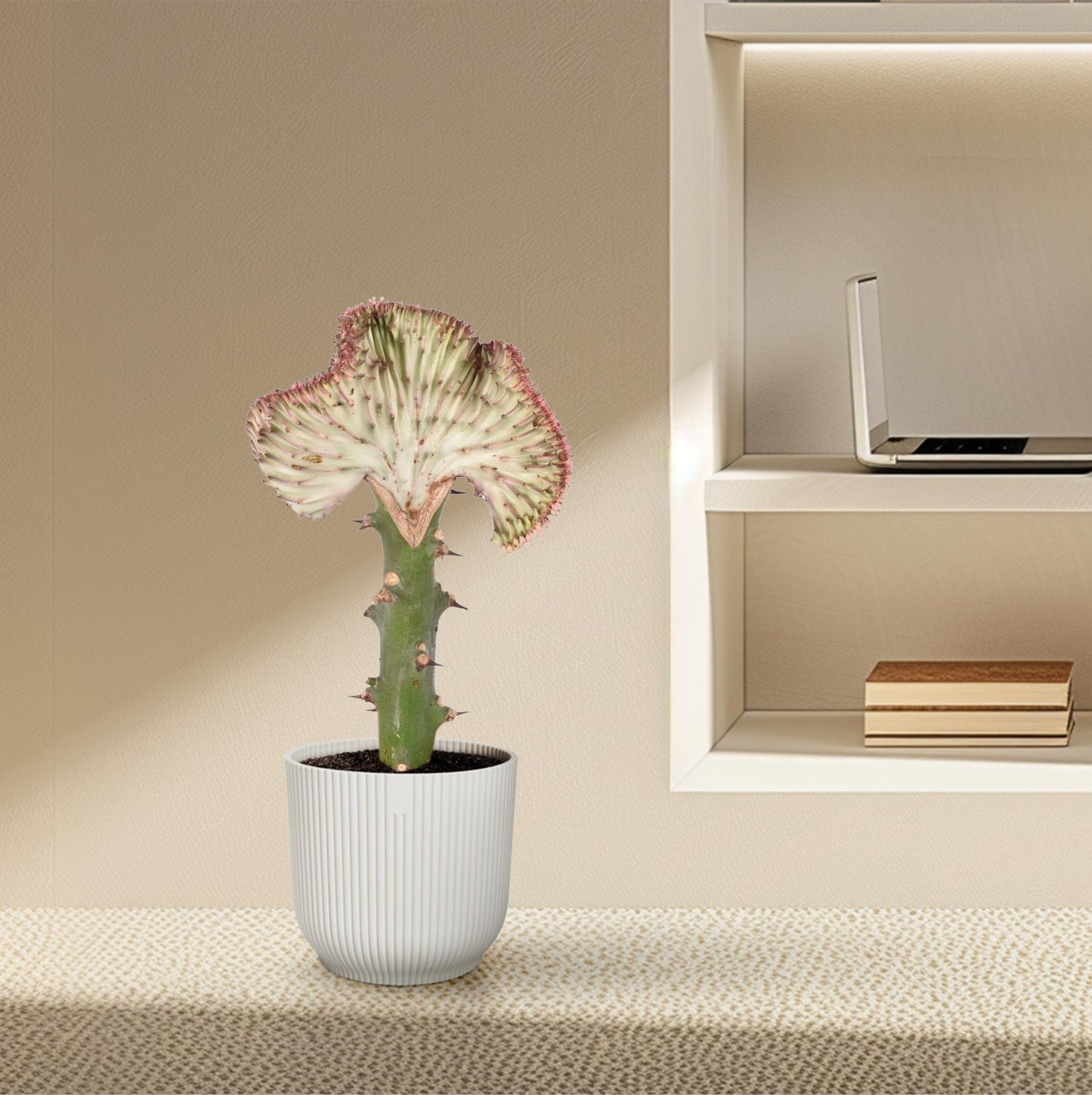 Euphorbia lactea Cristata 'Rood' – Unieke Koraalcactus voor Binnen