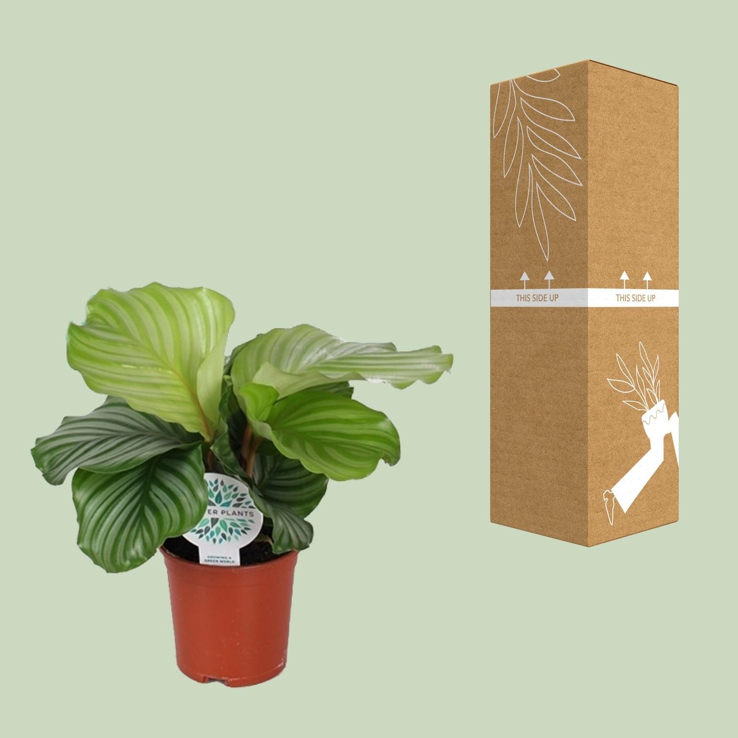Calathea Orbifolia – Grootbladige Blikvanger met Zilvergroene Strepen