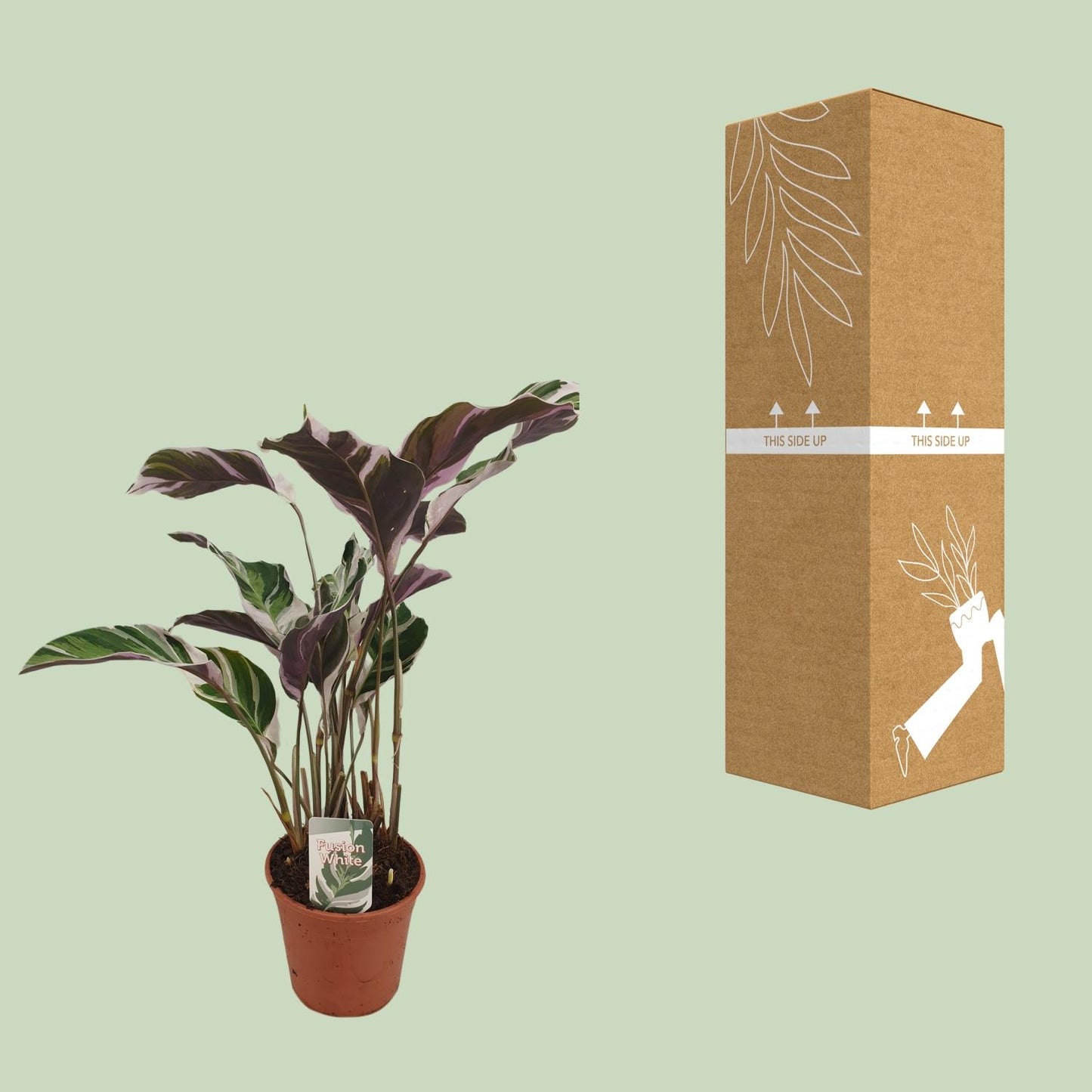 Calathea 'Fusion White' – Zeldzame Kunstwerkplant met Wit-Paarse Bladtekening