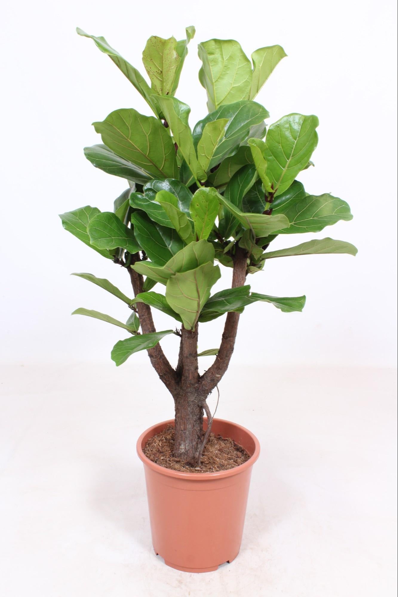Ficus Lyrata Vertakt – Luxe Vioolbladplant met Meerdere Stammen
