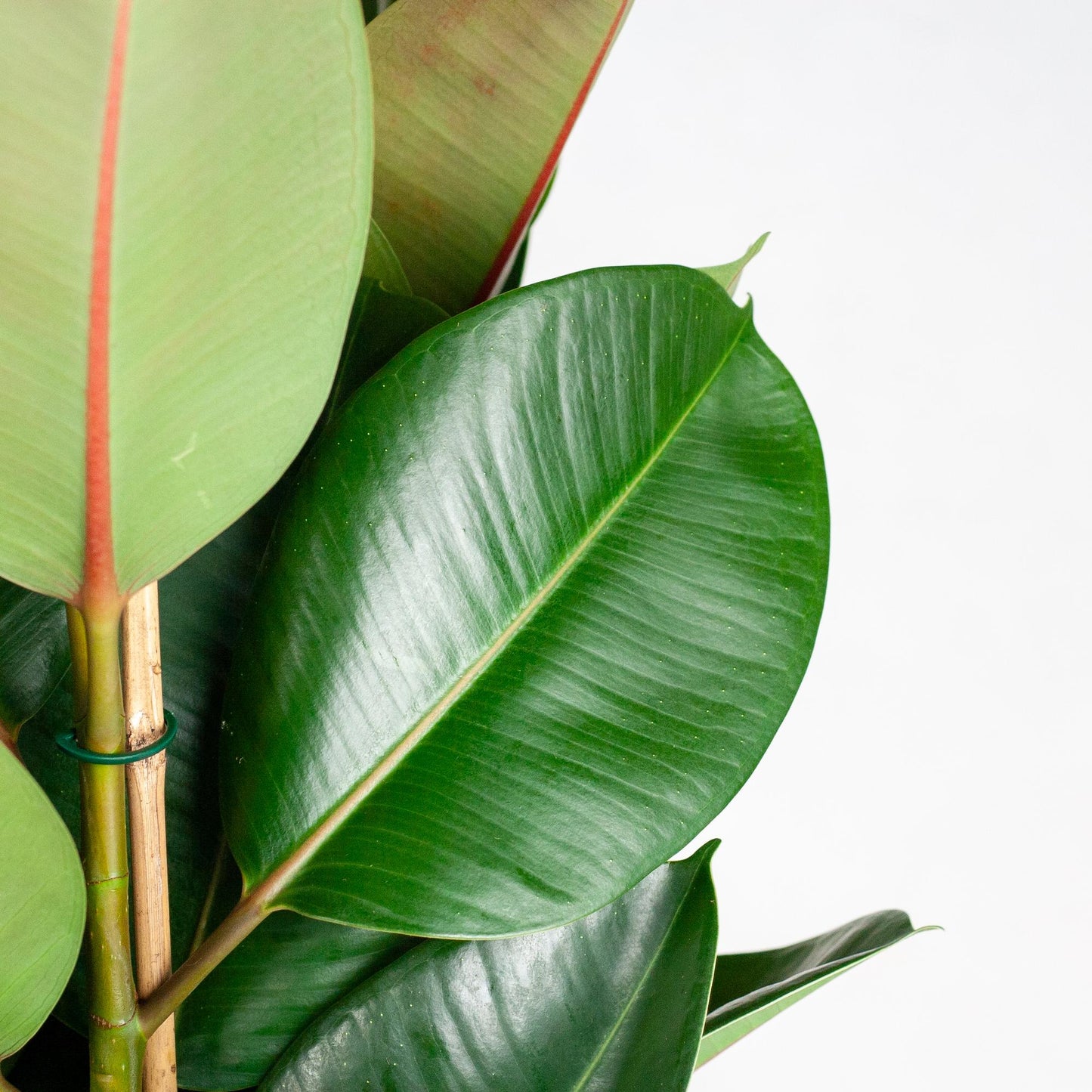 Ficus Elastica Robusta XL in mand – Stoere blikvanger met karakter