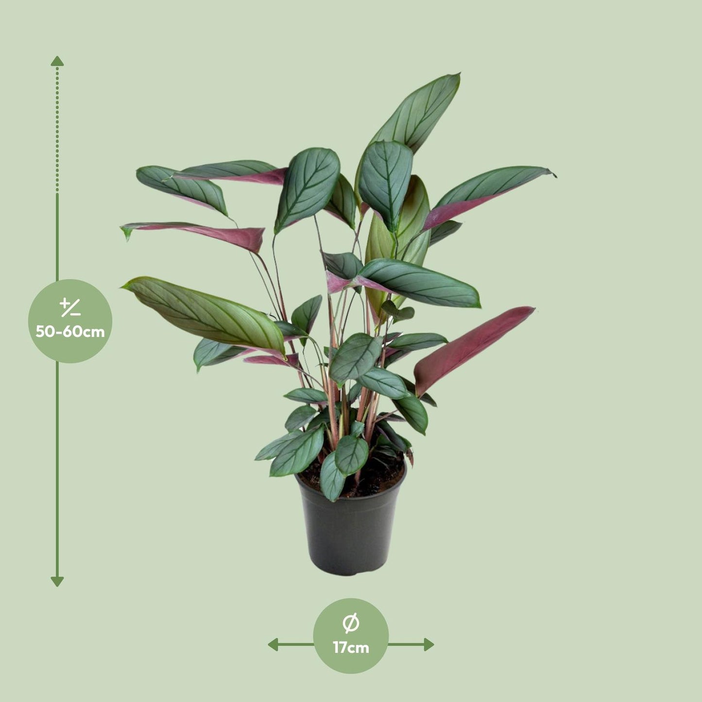 Ctenanthe Setosa – Tropische Blikvanger met Zilvergroen Gestreept Blad