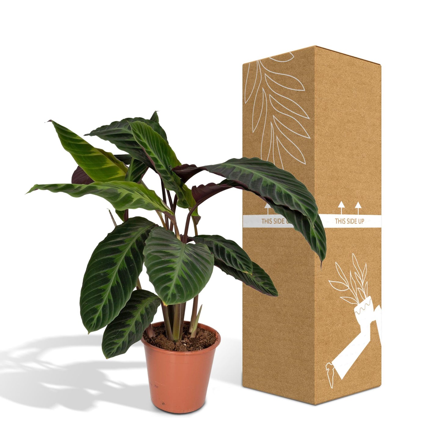 Calathea Warscewiczii – Fluweelzachte Jungleplant met Diepgroene Tekeningen