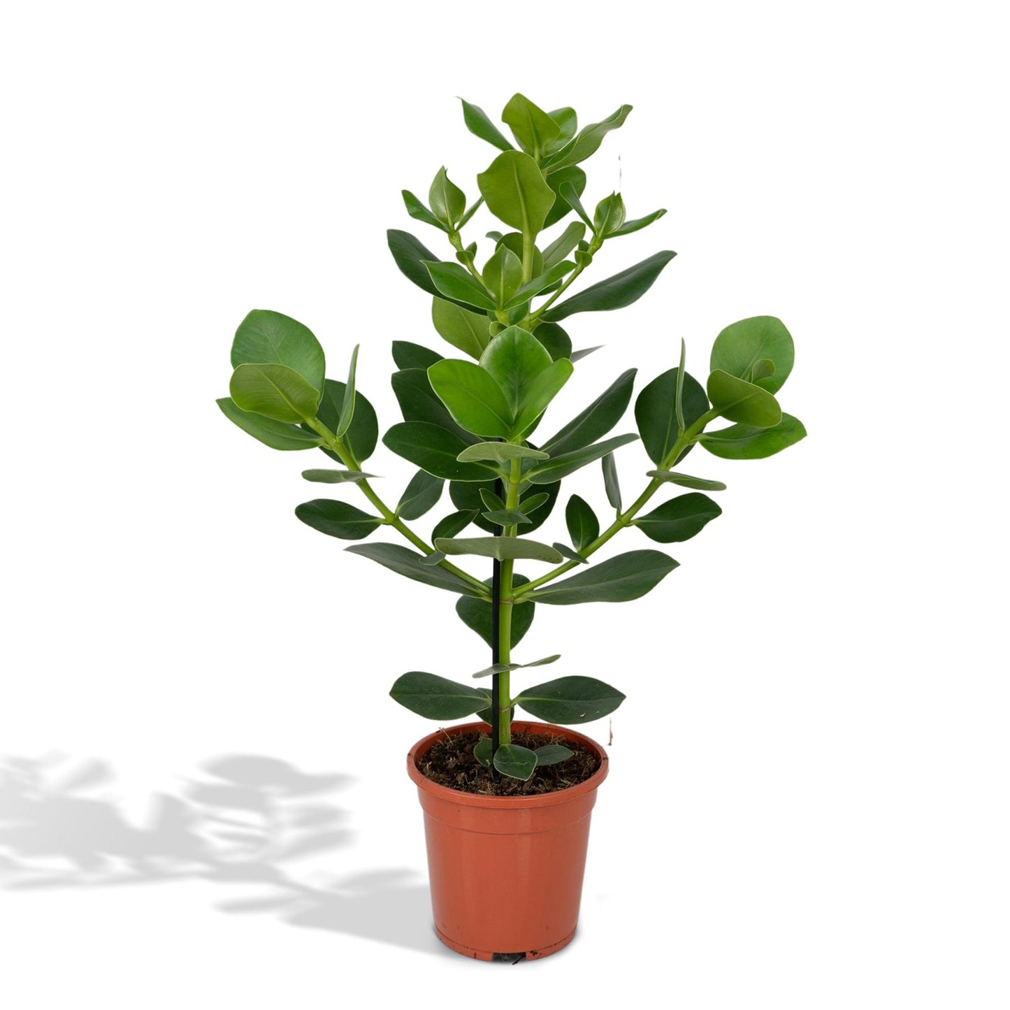 Clusia rosea ‘Princess’ – Stoere Kamerplant met Glanzend Groen Blad