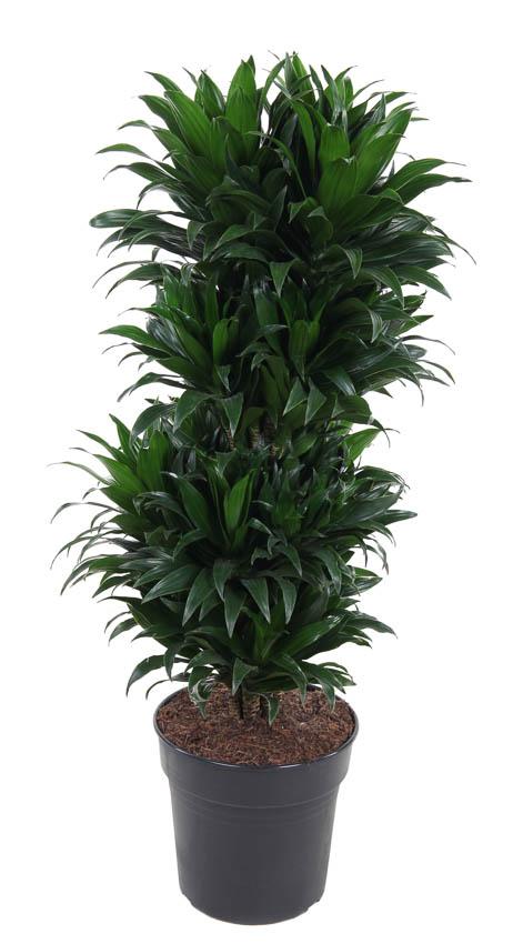 Dracaena Compacta Vertakt – Stijlvolle Kamerplant met Strakke Vormgeving