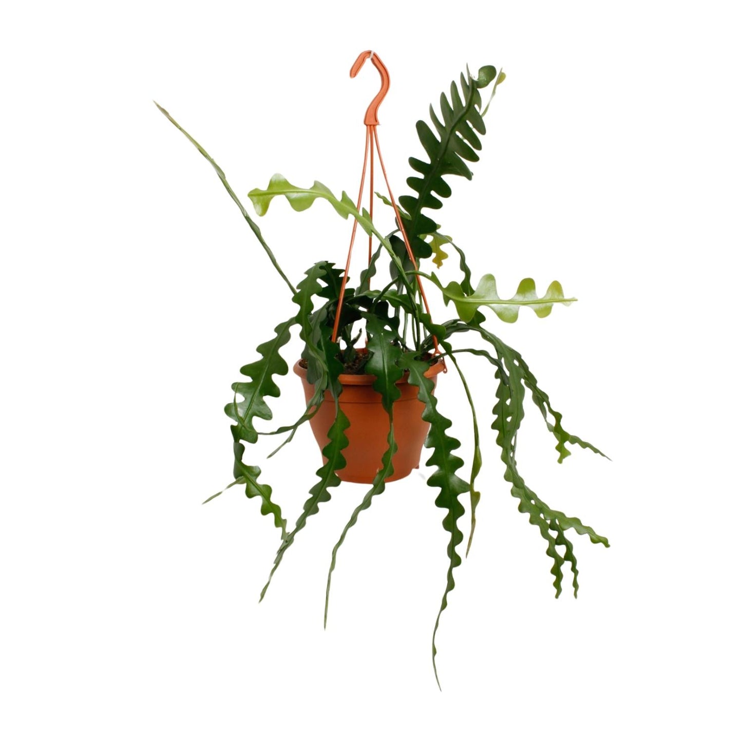 Epiphyllum Anguliger – Visgraatcactus met Uniek Zigzagblad
