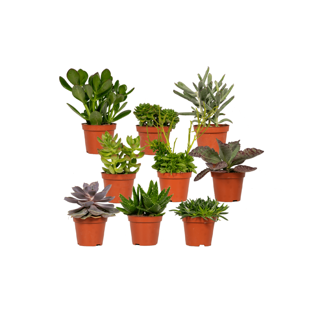 Succulenten Mix – Onderhoudsvriendelijke vetplanten voor elk interieur