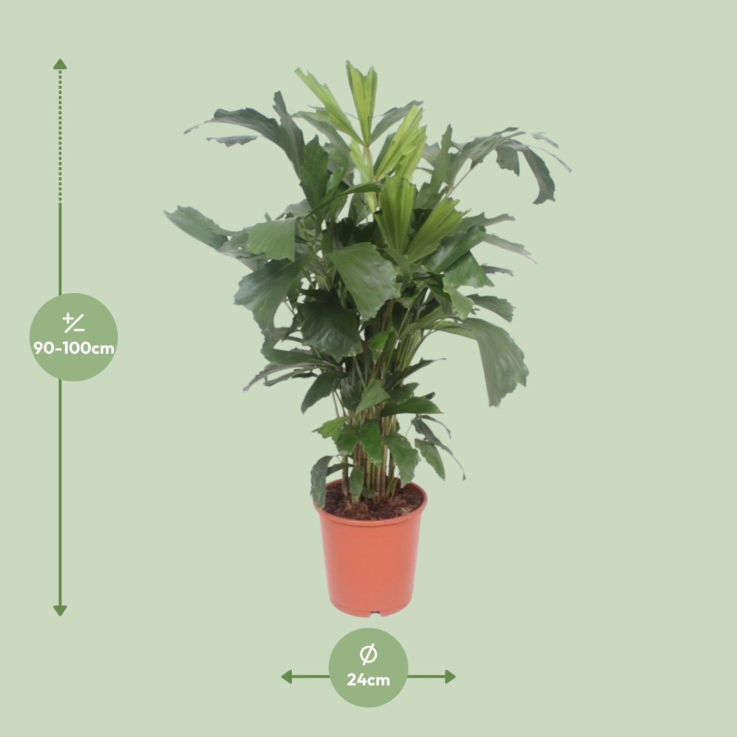 Caryota Mitis – Vissenstaartpalm met Exotische Uitstraling