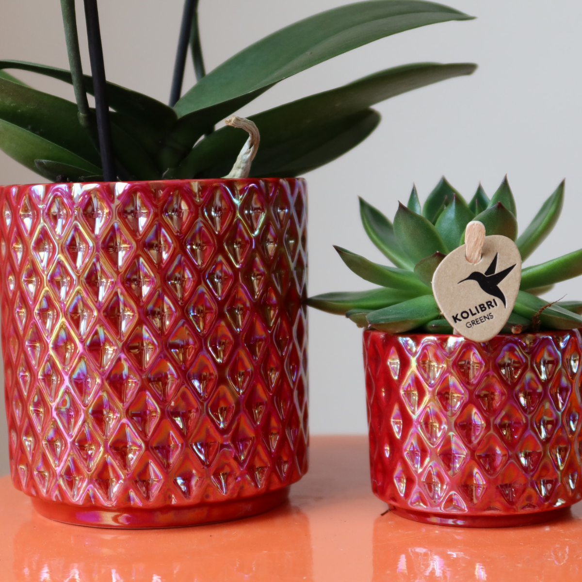 Rode Phalaenopsis Congo Orchidee in Diamond Pearl Pot – Luxe Eyecatcher