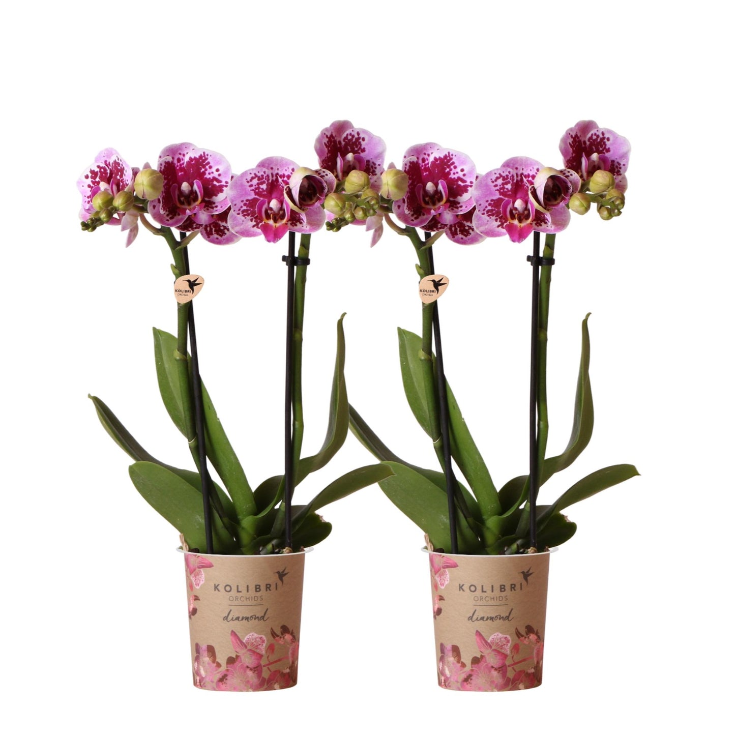 Combinatie van 2 Roze-Paarse Phalaenopsis Orchideeën – Kleurrijke Luxe met Romantische Uitstraling