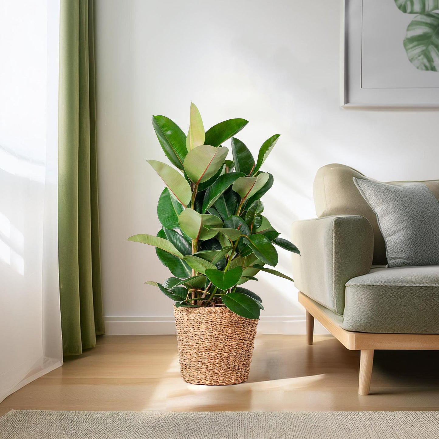 Ficus Elastica Robusta XL in mand – Stoere blikvanger met karakter