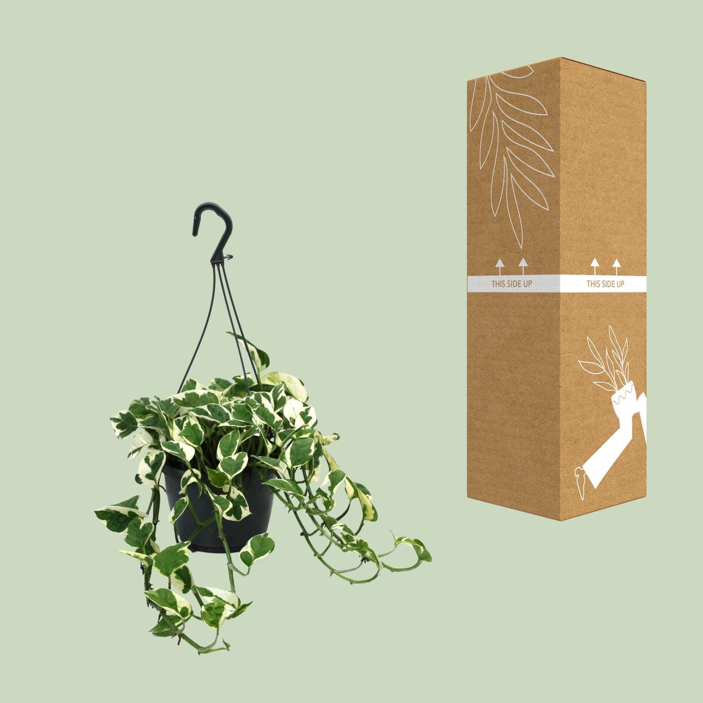 Scindapsus N’Joy – Stijlvolle Bonte Kamerplant (Epipremnum N’Joy)