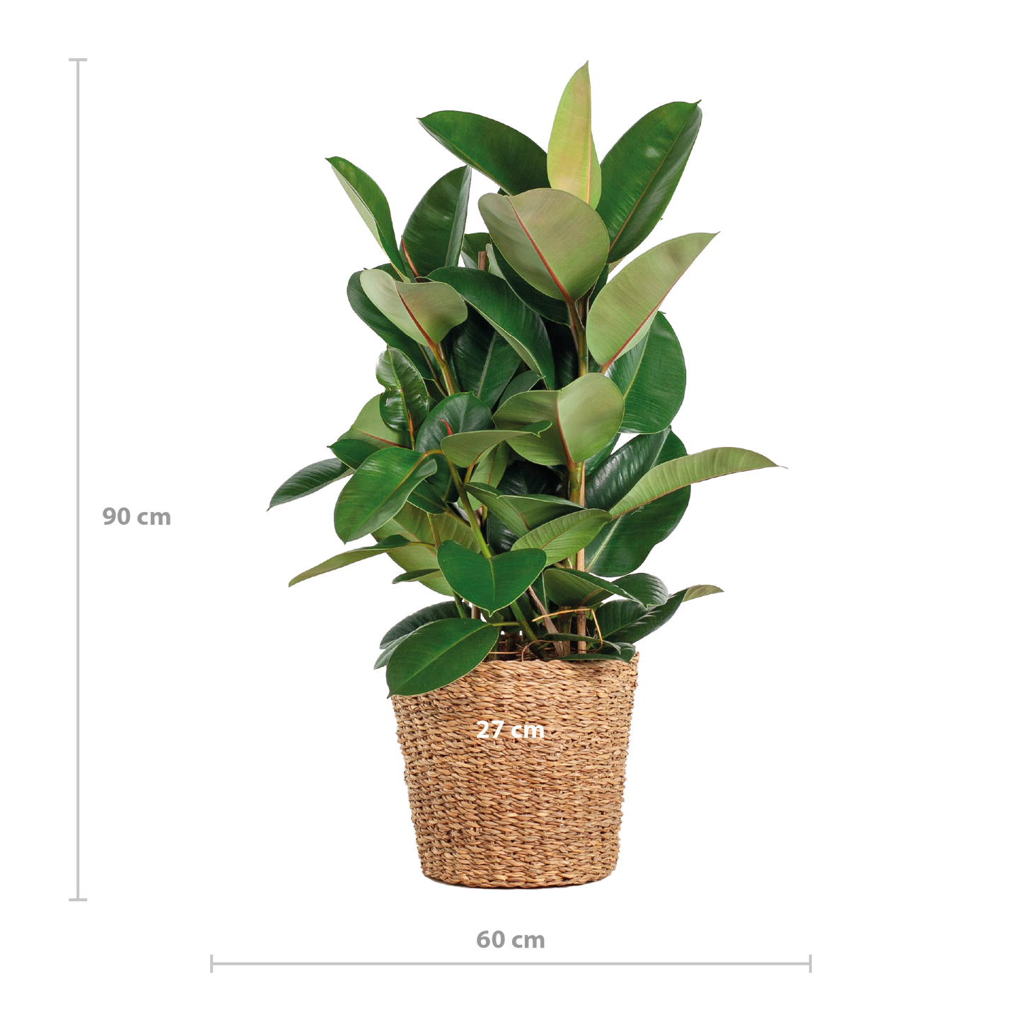 Ficus Elastica Robusta XL in mand – Stoere blikvanger met karakter