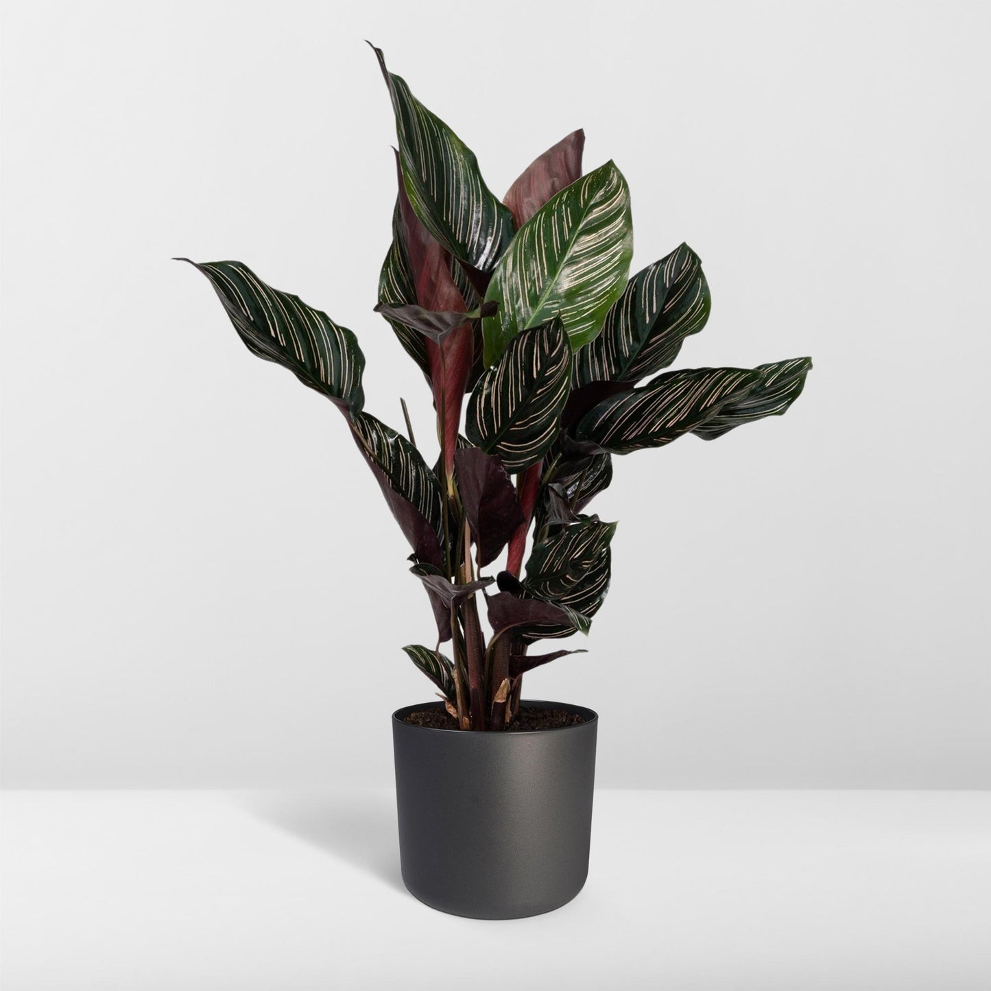 Calathea Ornata – Elegante Strepenplant met Roze Nerven