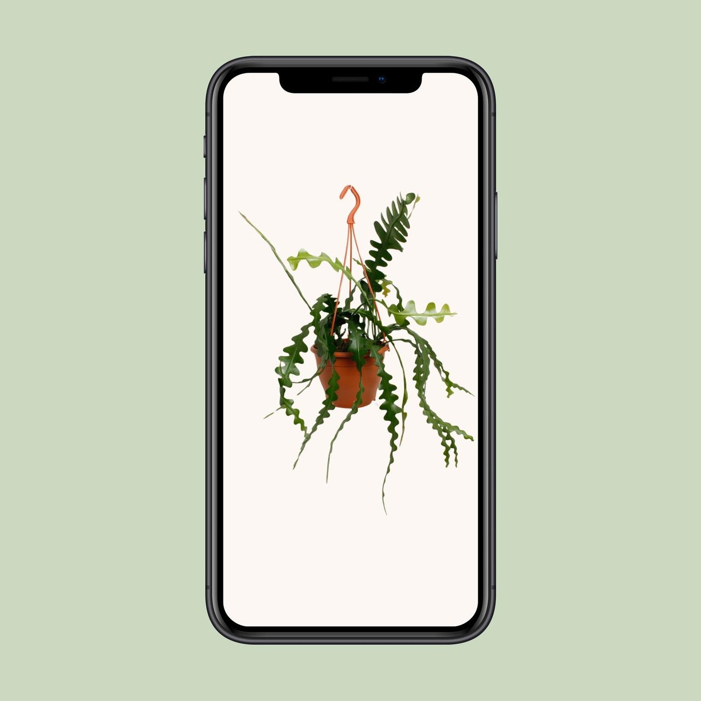 Epiphyllum Anguliger – Visgraatcactus met Uniek Zigzagblad