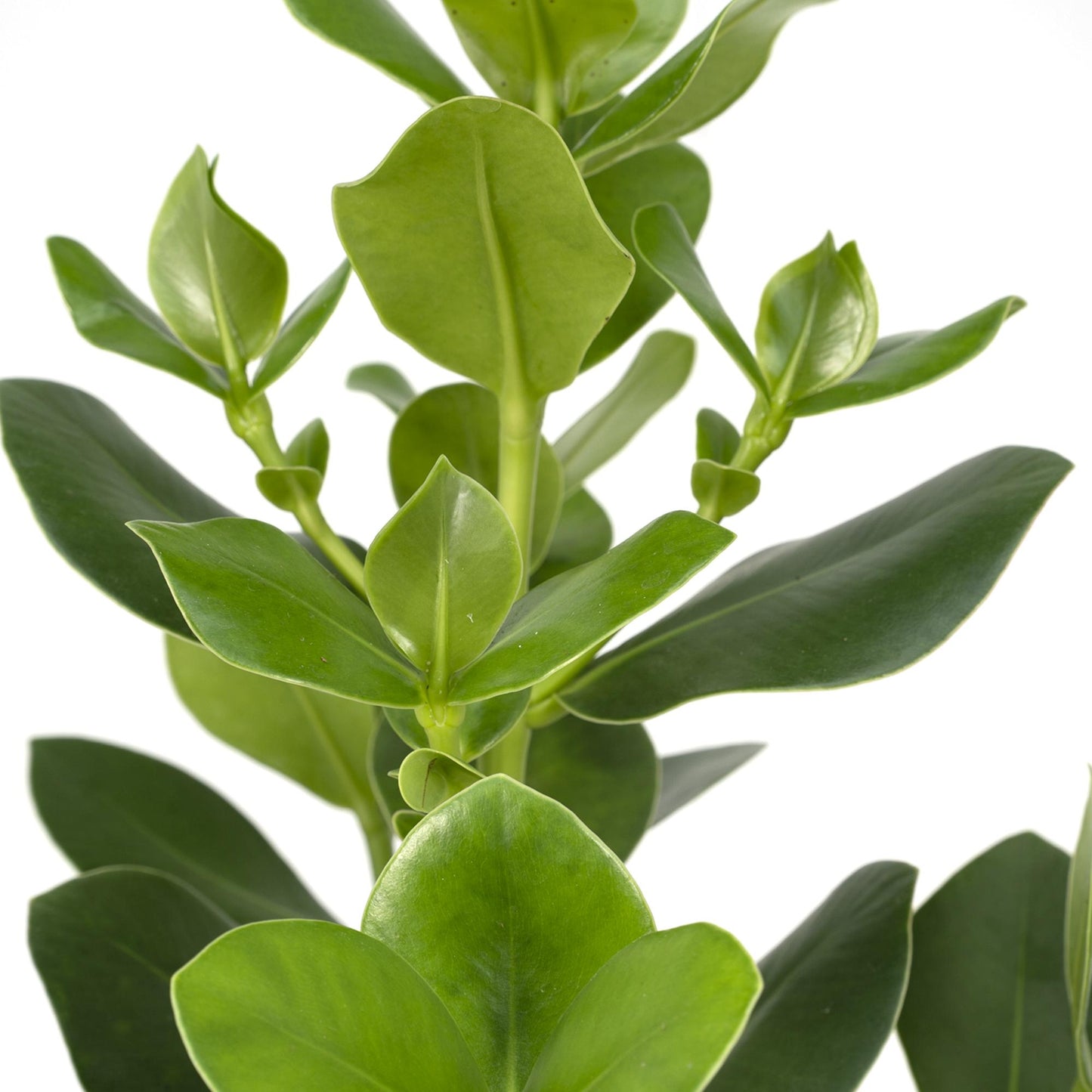 Clusia rosea ‘Princess’ – Stoere Kamerplant met Glanzend Groen Blad
