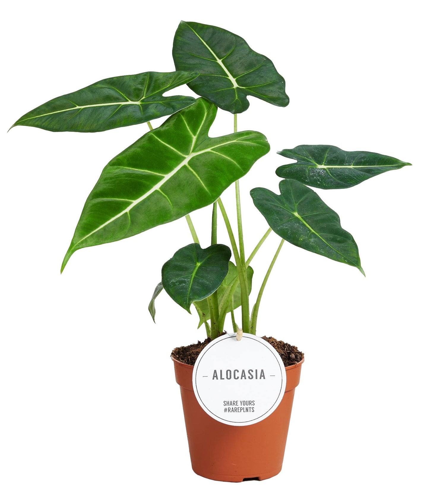 Alocasia 'Frydek' – Fluweelachtige Olifantsoor | Luxe Bladplant met Diepgroene Bladeren