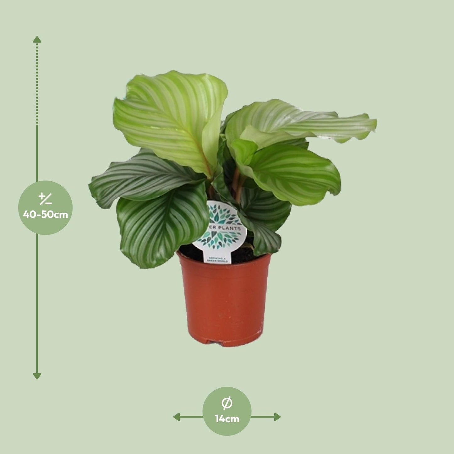 Calathea Orbifolia – Grootbladige Blikvanger met Zilvergroene Strepen