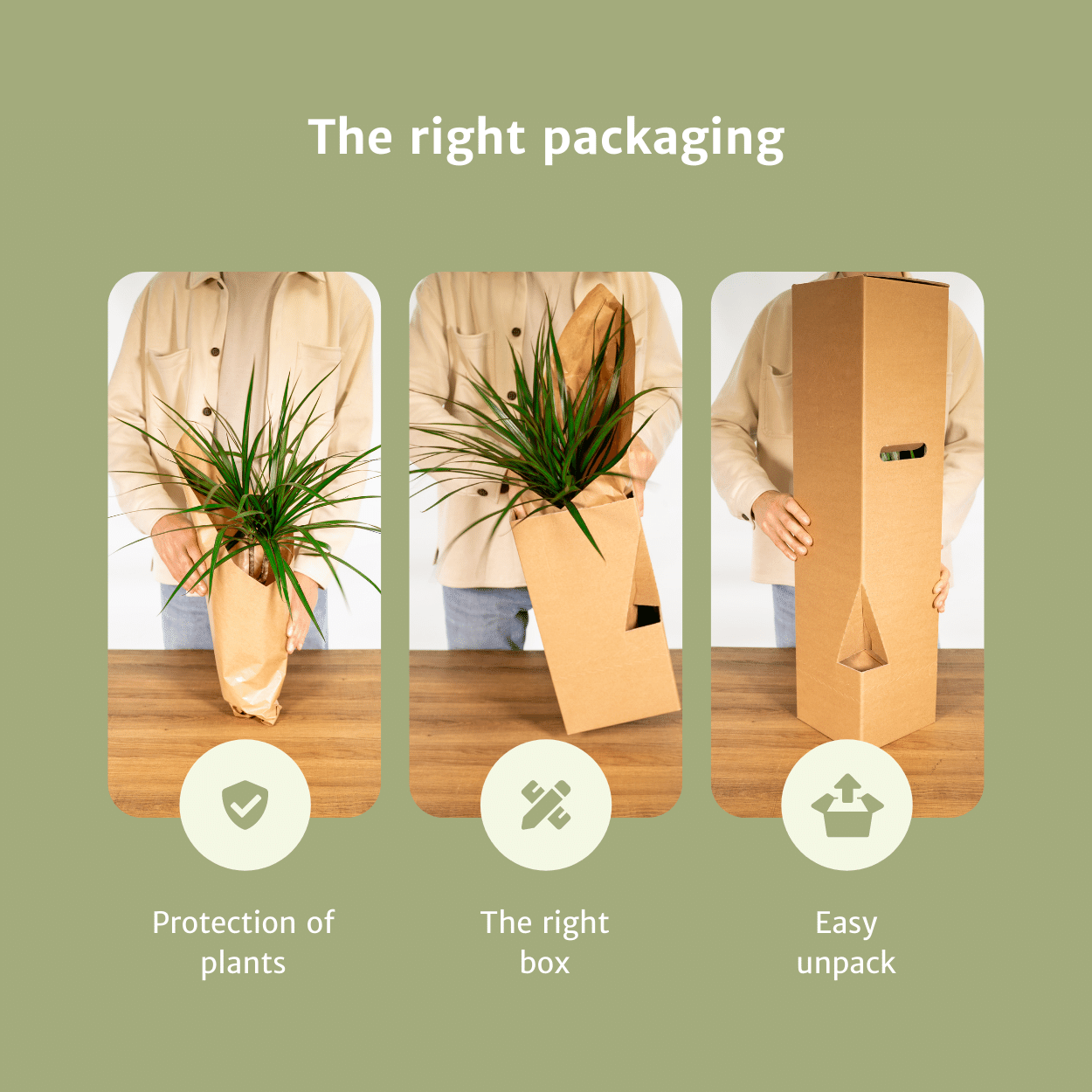 Succulenten Mix – Sterke Vetplanten in Diverse Soorten