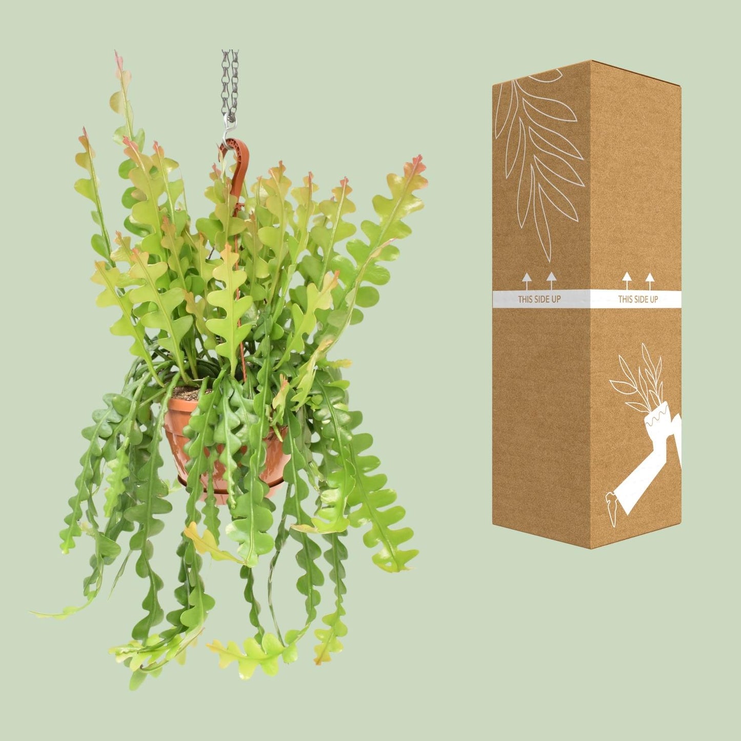 Epiphyllum Anguliger – Visgraatcactus met Uniek Golvend Blad