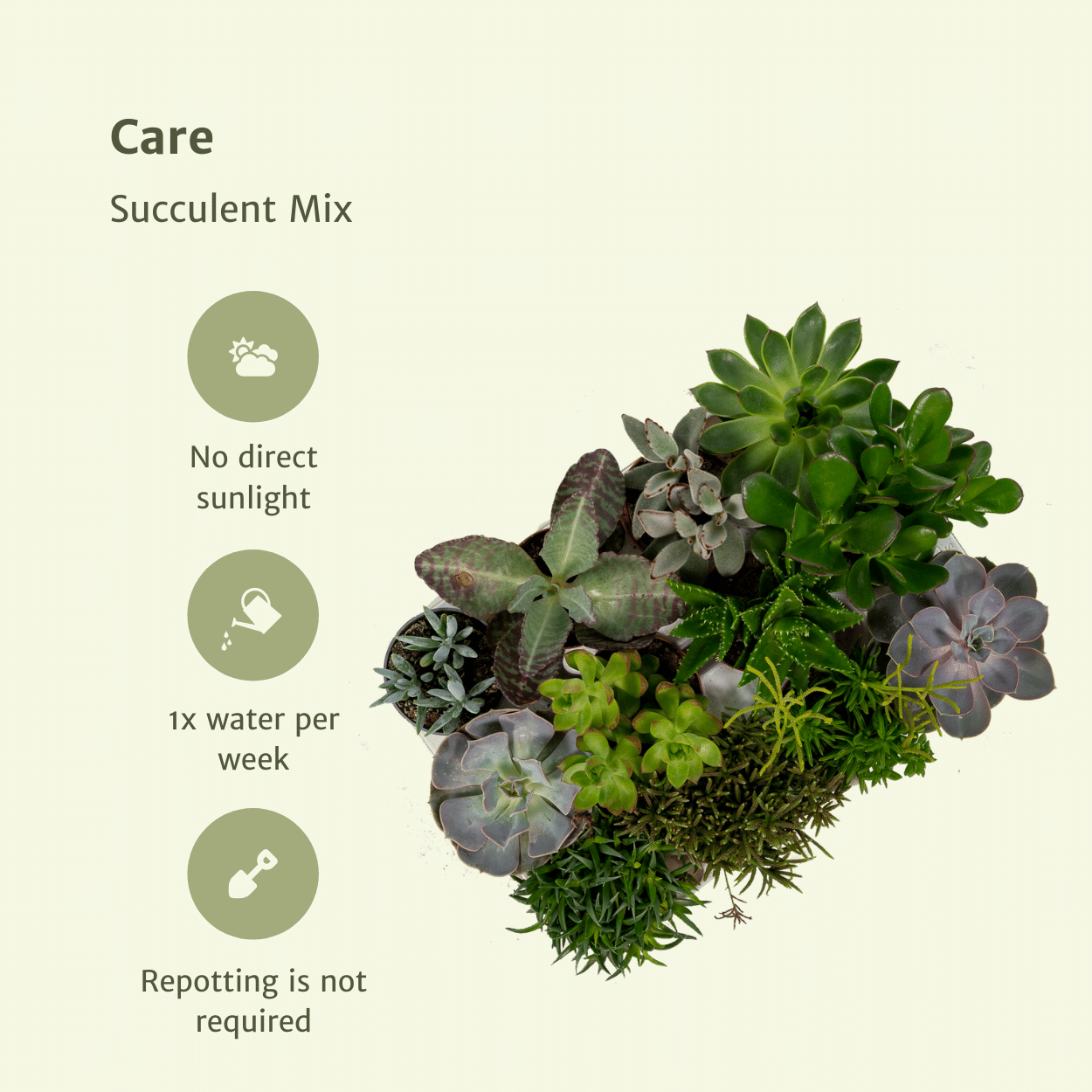 Succulenten Mix – Sterke Vetplanten in Diverse Soorten