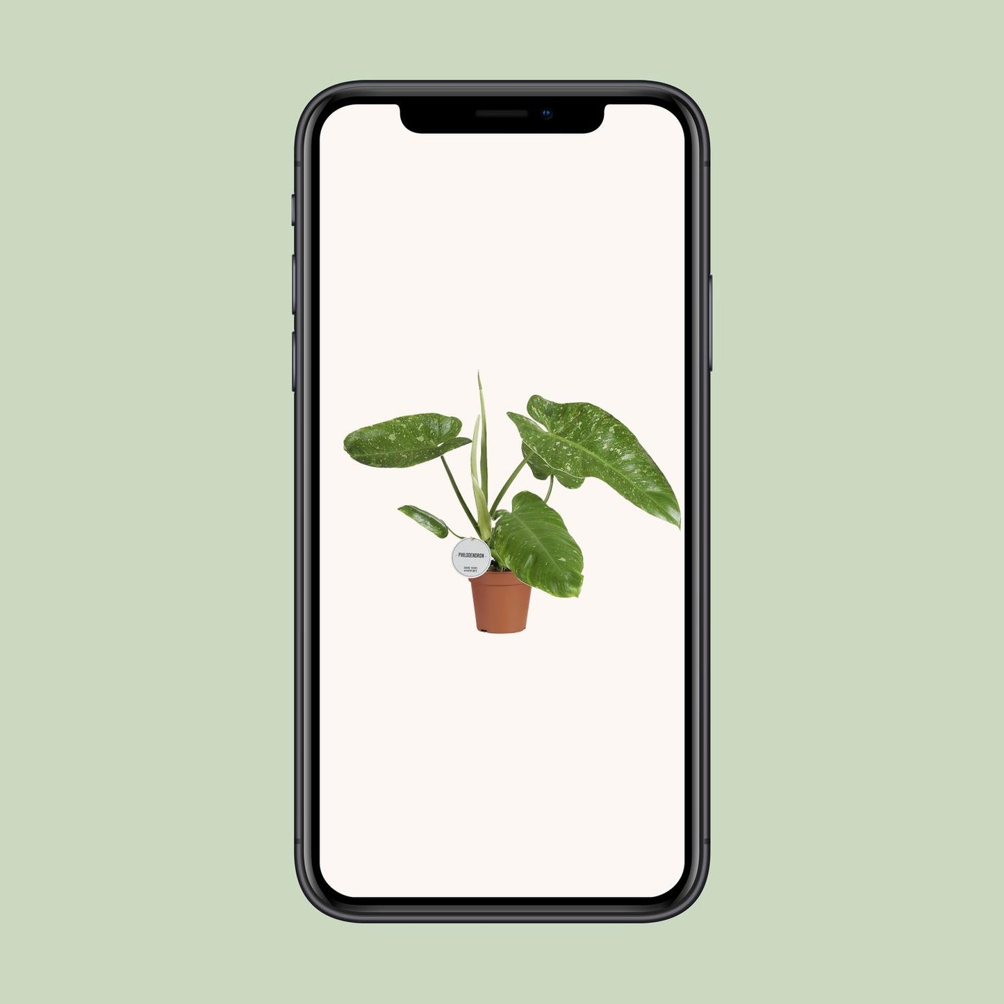 Philodendron Jose Buono – Zeldzame Variegata met Spectaculair Gevlekt Blad