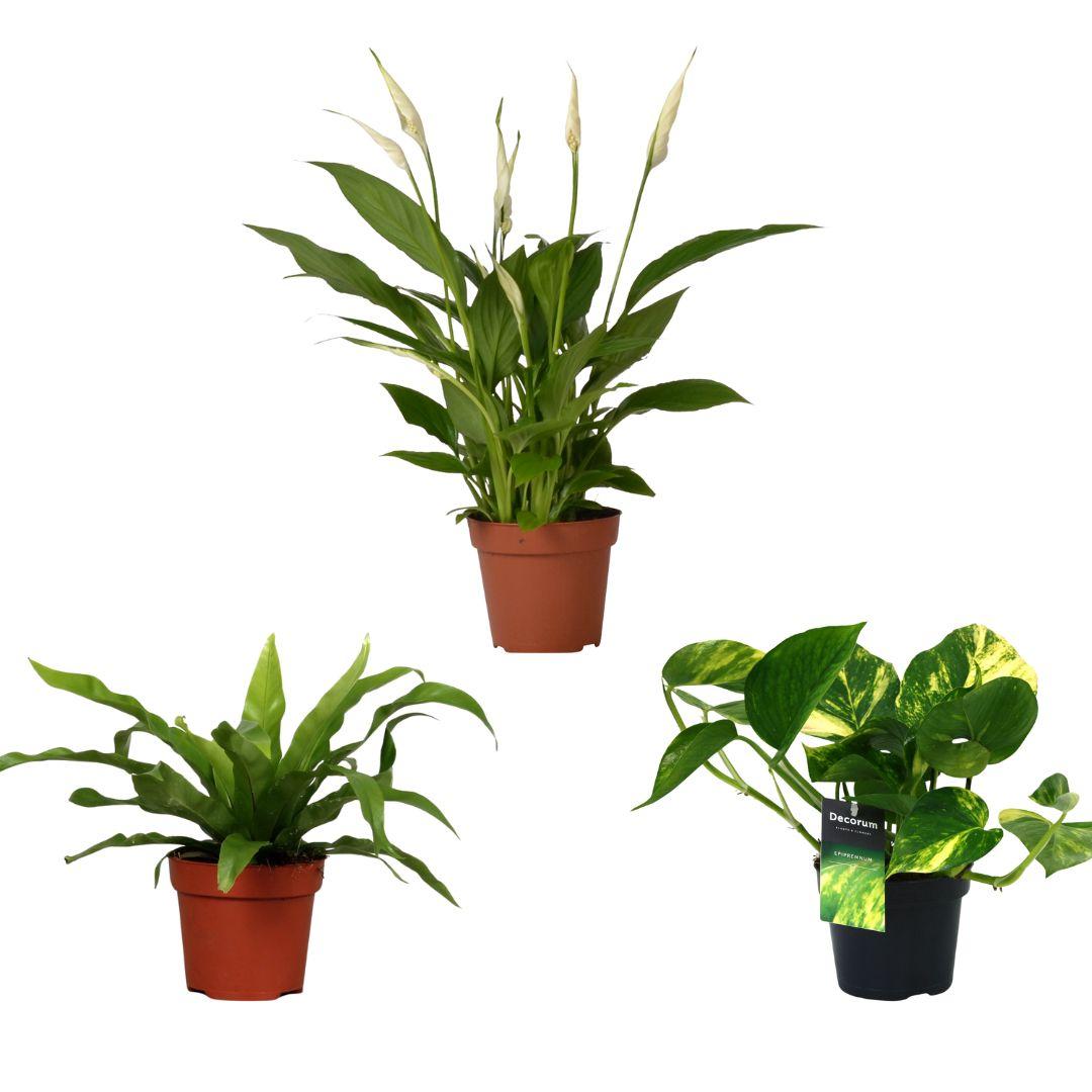 Luchtzuiverende plantenmix