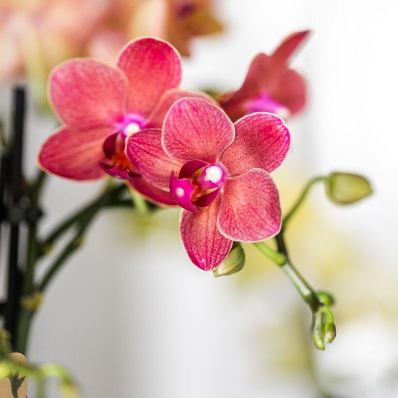 Luxe Plantenset – Rode Phalaenopsis Orchidee ‘Congo’ & Succulenten – Inclusief Keramieken Berry Sierpotten