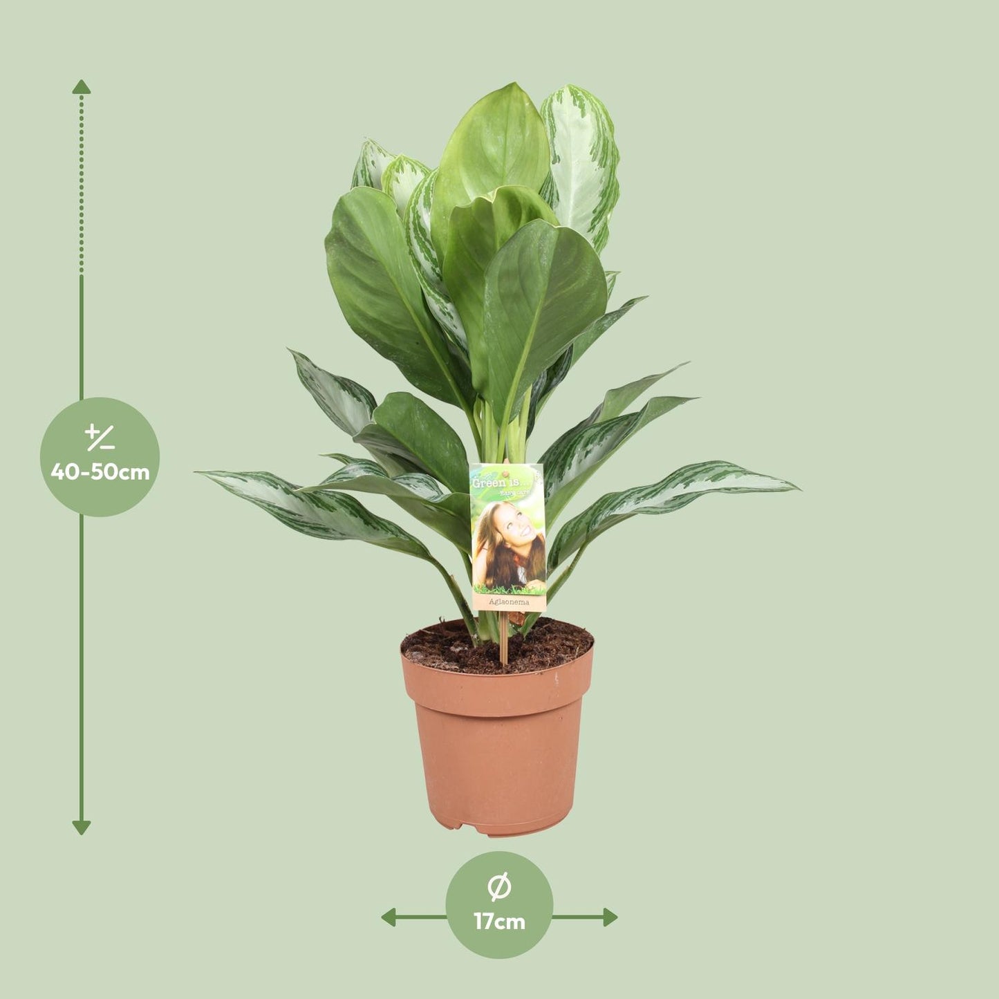 Aglaonema Silver Bay – Stijlvolle Kamerplant met Zilveren Bladaccenten