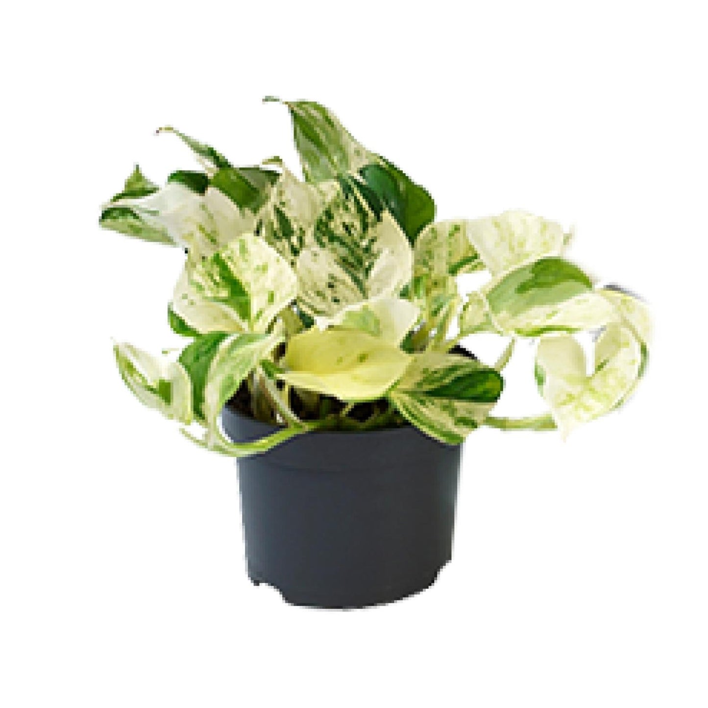 Epipremnum 'Happy Leaf' – Bonte Klimplant met Frisse Uitstraling
