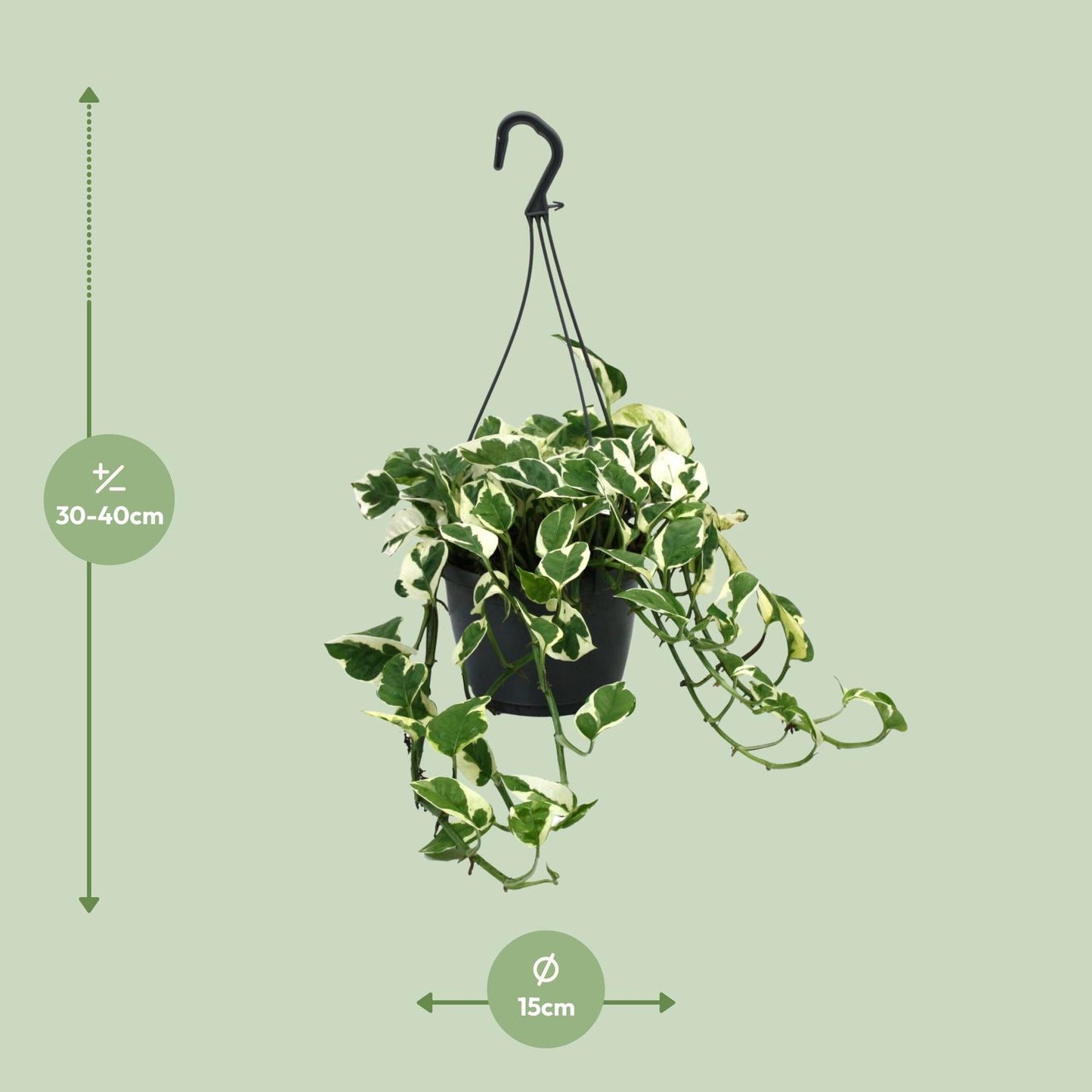 Scindapsus N’Joy – Stijlvolle Bonte Kamerplant (Epipremnum N’Joy)