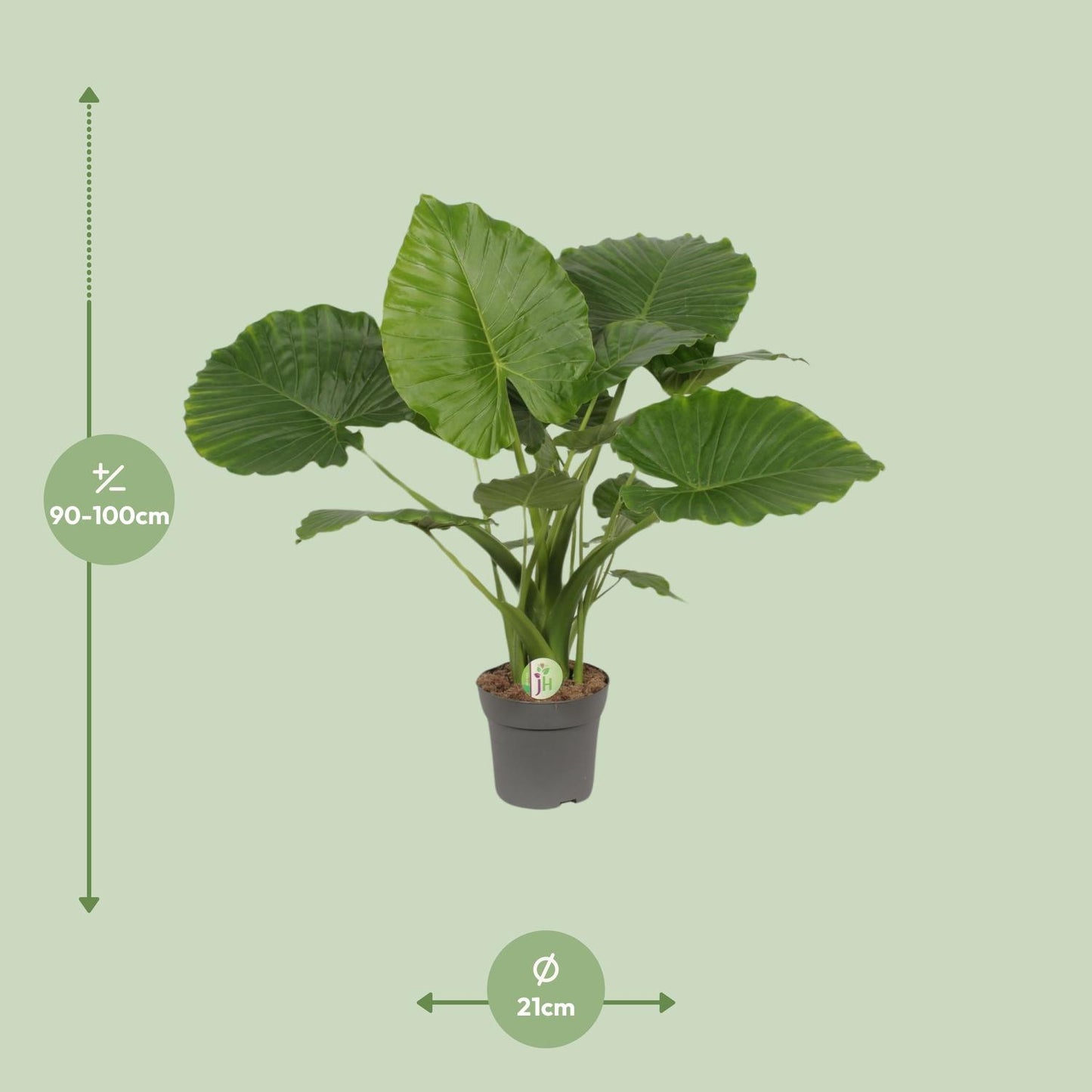 Alocasia gageana ‘California’ – Tropische Reus met XXL Bladeren