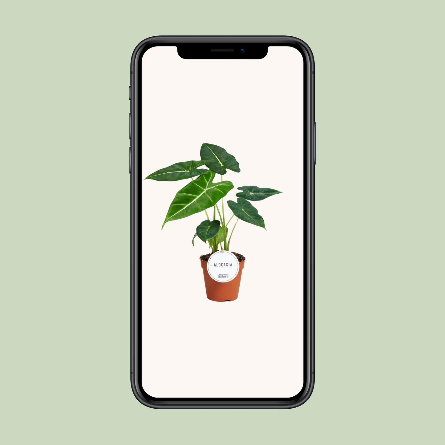 Alocasia 'Frydek' – Fluweelachtige Olifantsoor | Luxe Bladplant met Diepgroene Bladeren
