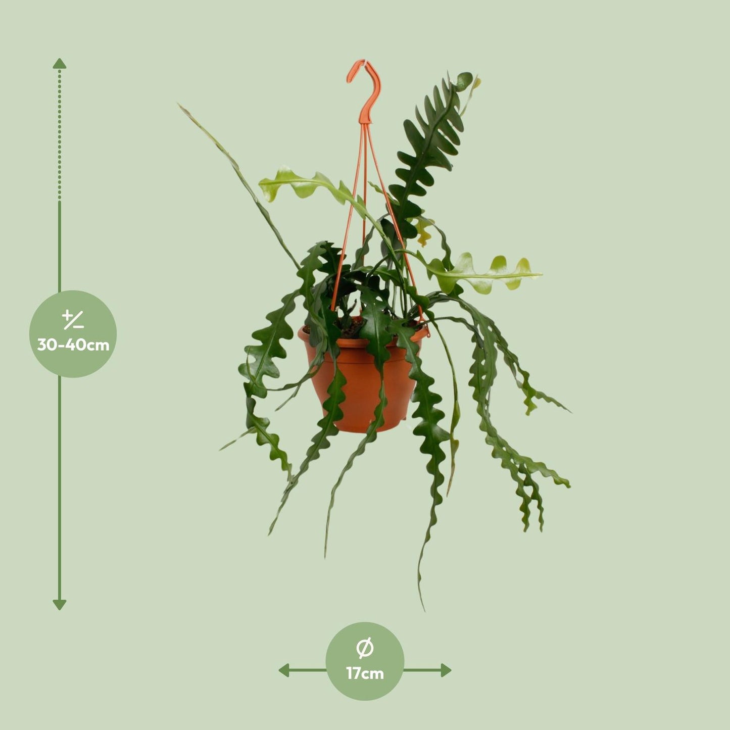 Epiphyllum Anguliger – Visgraatcactus met Uniek Zigzagblad