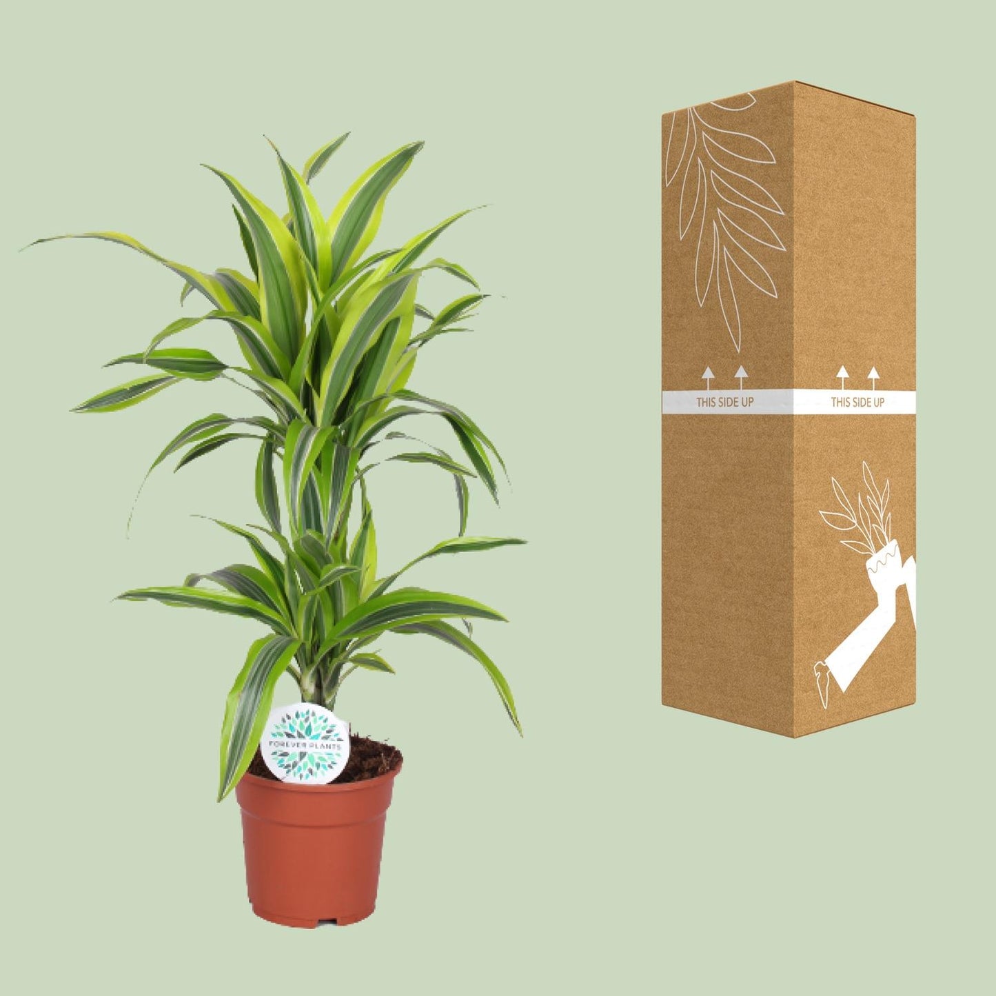 Dracaena Lemon Lime – Frisse Blikvanger met Geelgroene Strepen