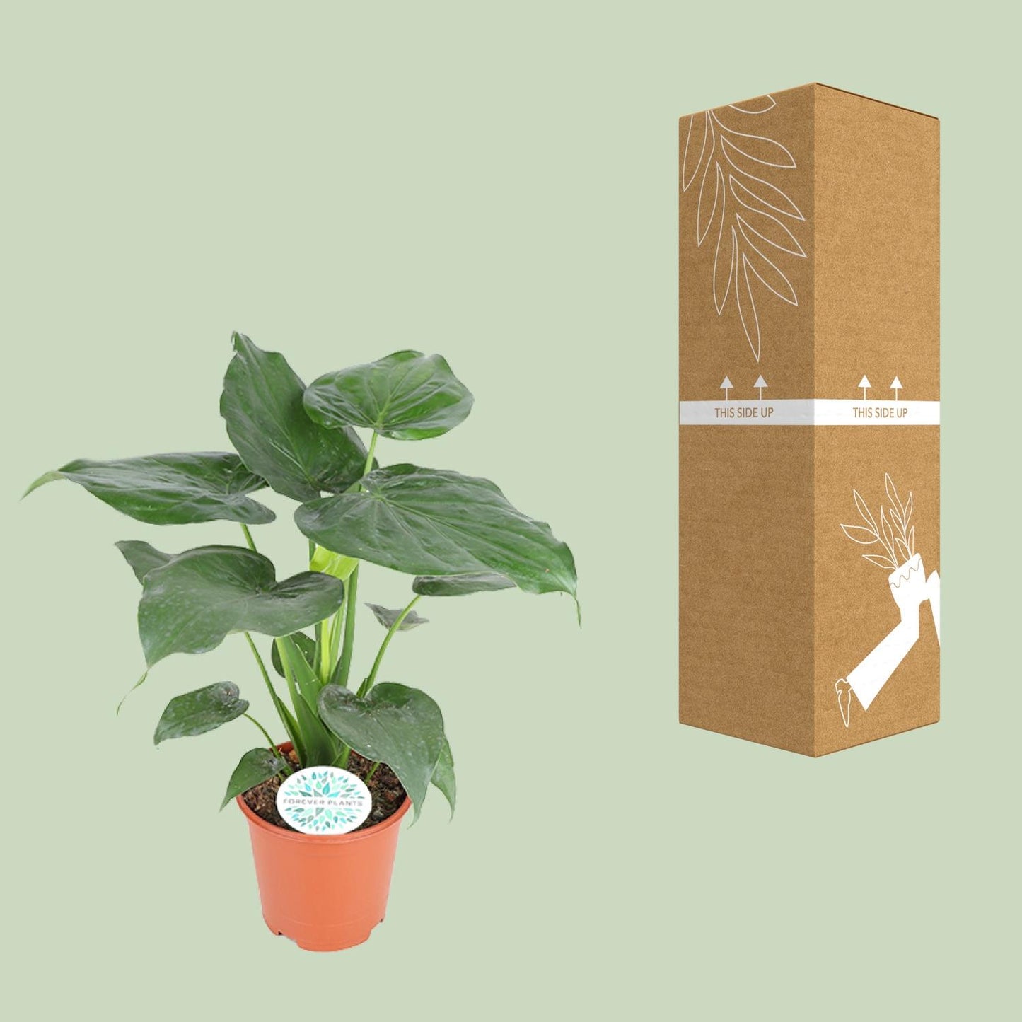 Alocasia Cucullata – Tropische Kamerplant met Hartvormige Bladeren
