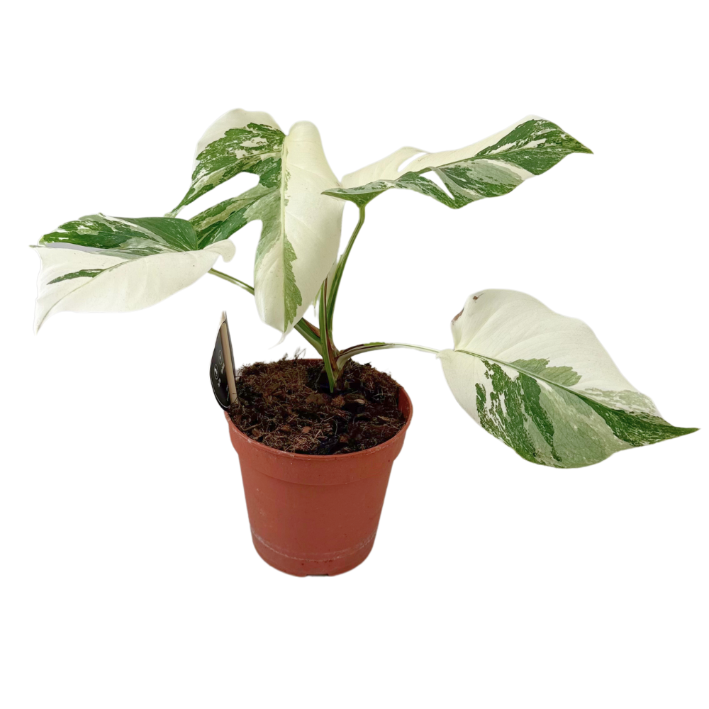 Monstera Deliciosa Variegata ‘Super White’ – Zeldzame Blikvanger met Witte Bladtekening (Ø15 cm)
