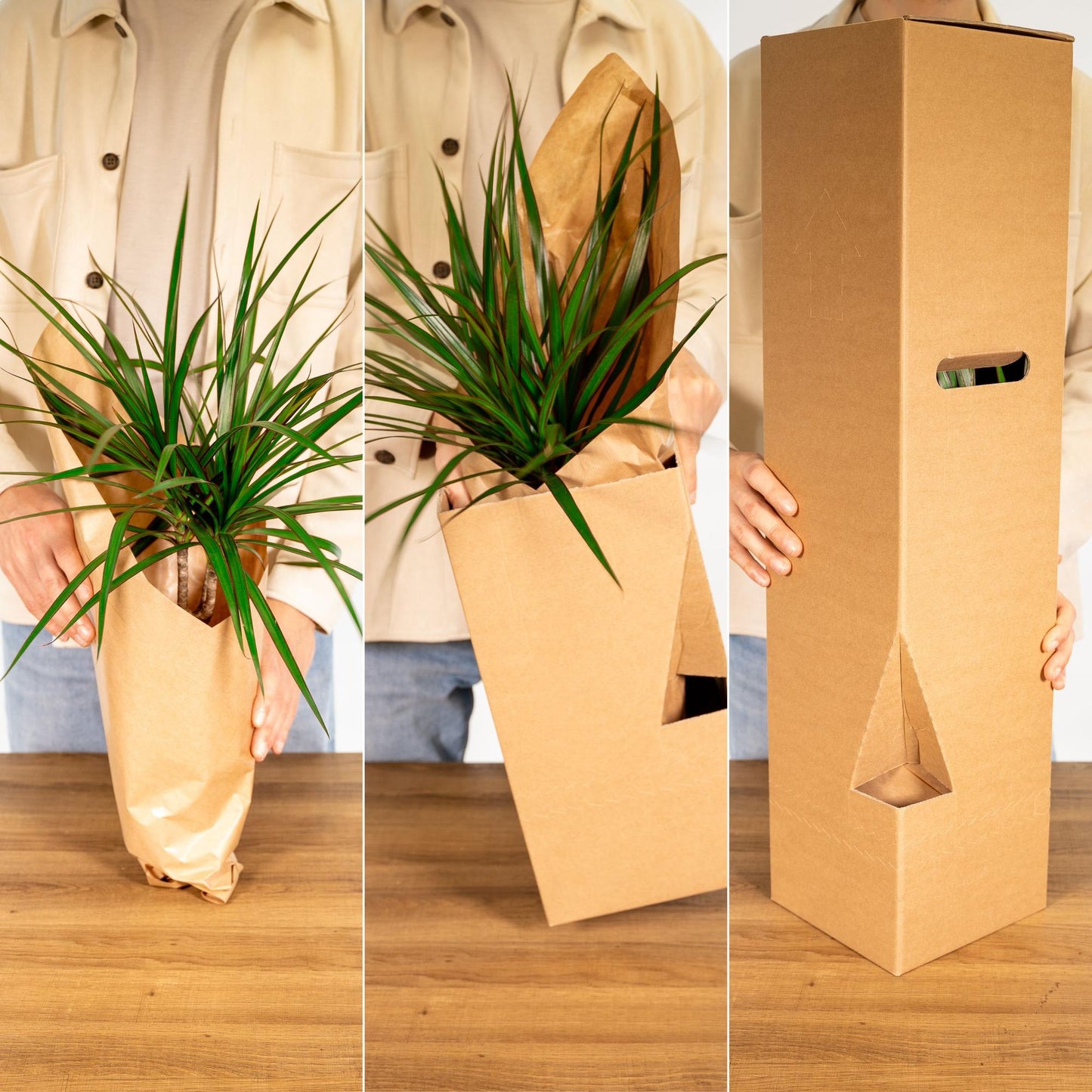 Clusia rosea ‘Princess’ – Stoere Kamerplant met Glanzend Groen Blad