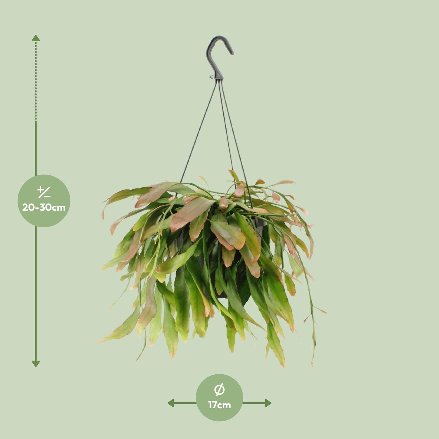 Rhipsalis ‘Red Coral’ – Moderne Hangplant met Rode Accenten en Koraalvorm