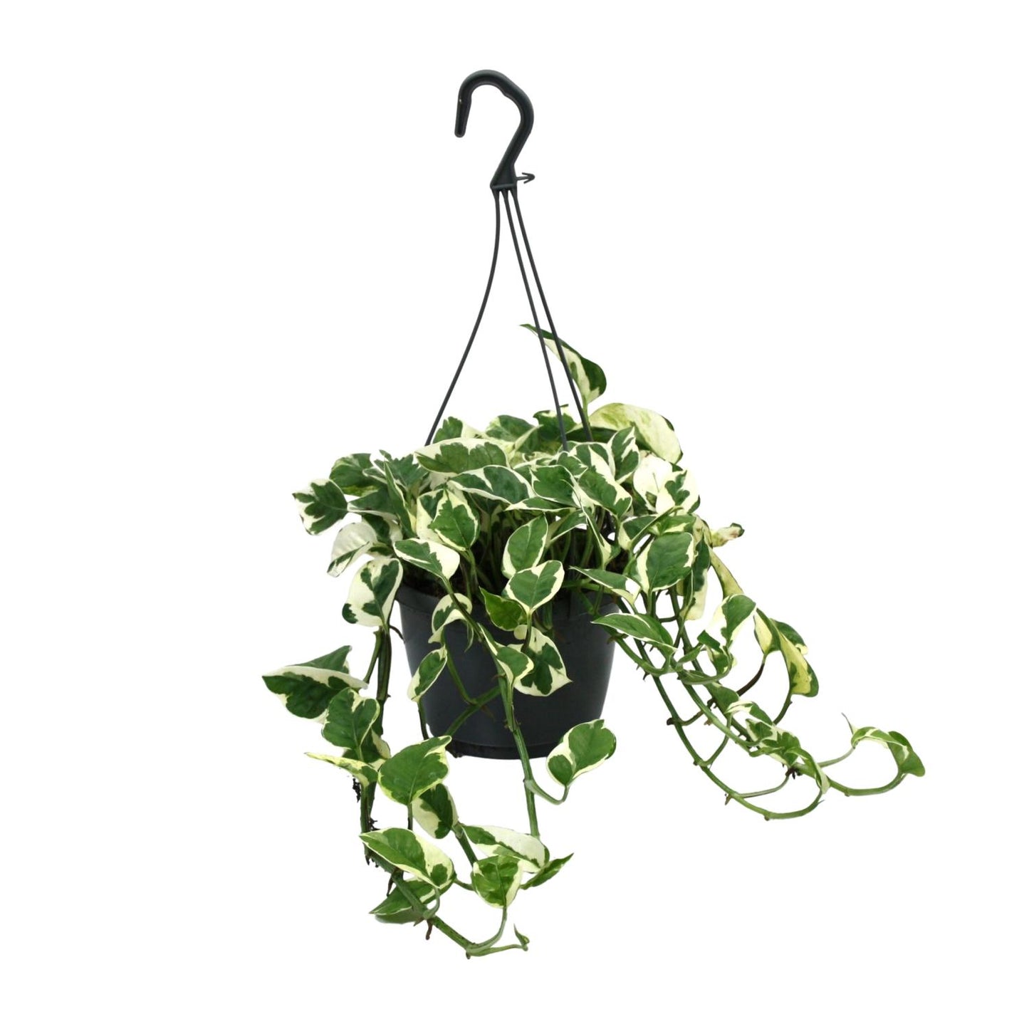 Scindapsus N’Joy – Stijlvolle Bonte Kamerplant (Epipremnum N’Joy)