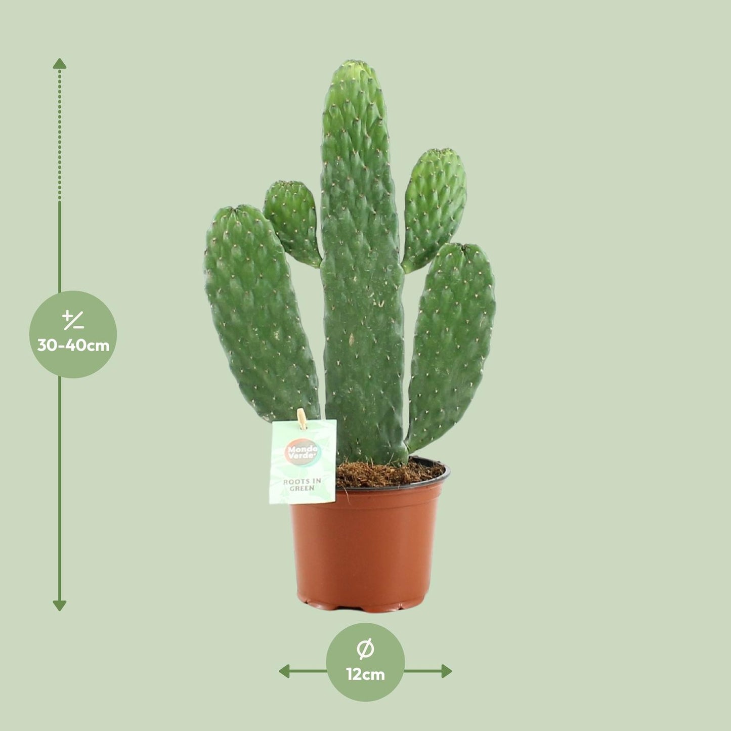 Opuntia Rubescens Consolea – Stijlvolle Cactus met Roodgetinte Stelen