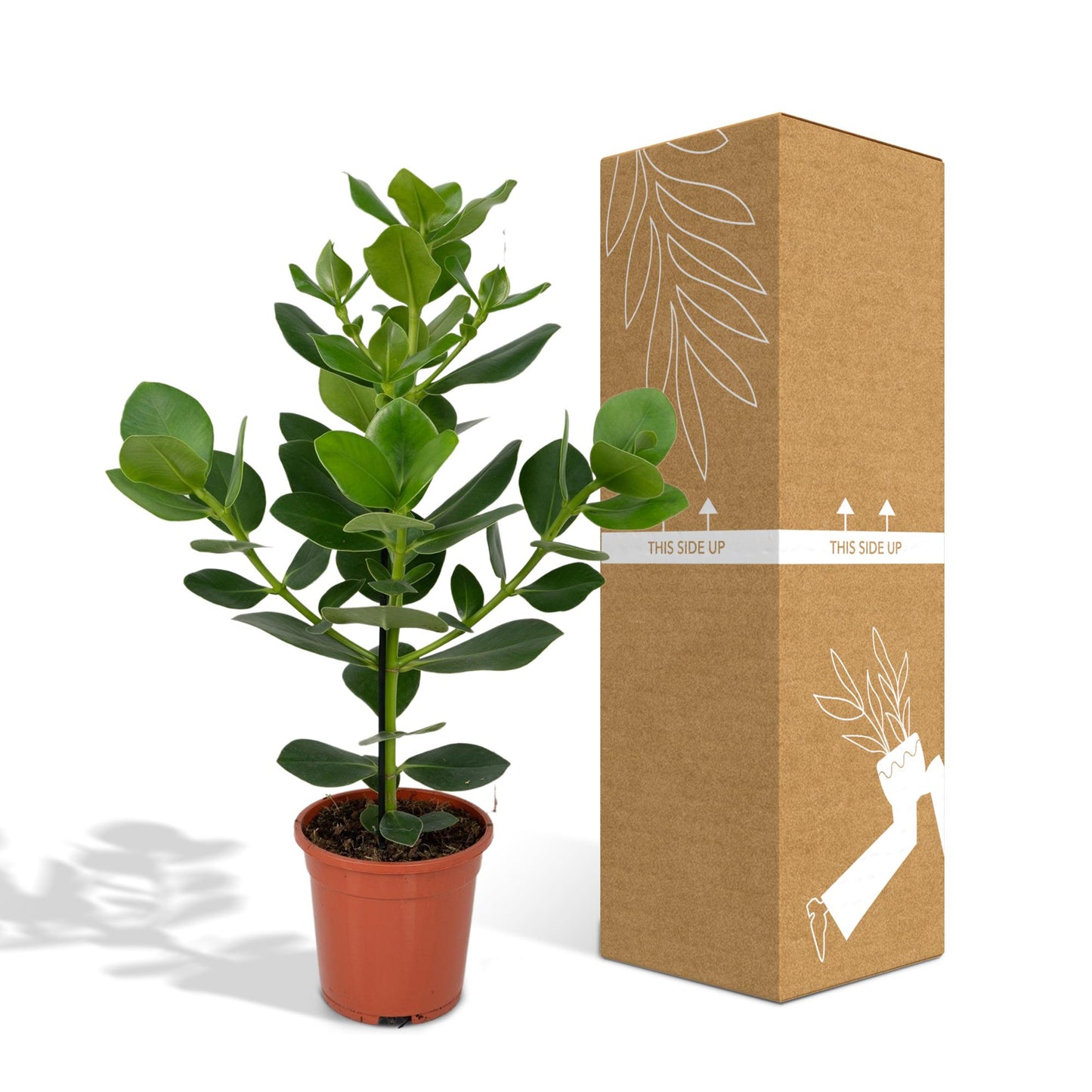 Clusia rosea ‘Princess’ – Stoere Kamerplant met Glanzend Groen Blad
