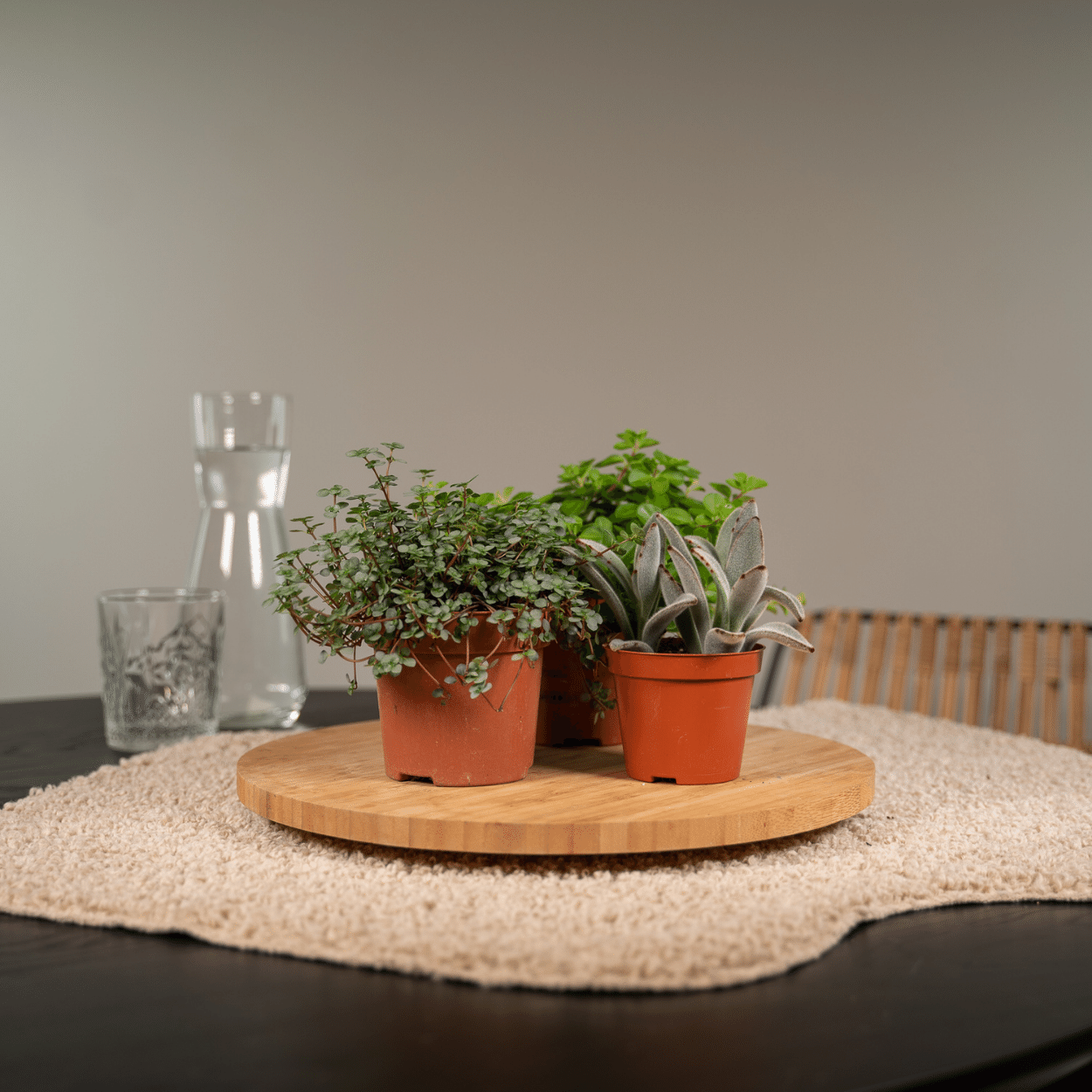 Succulenten Mix – Onderhoudsvriendelijke vetplanten voor elk interieur