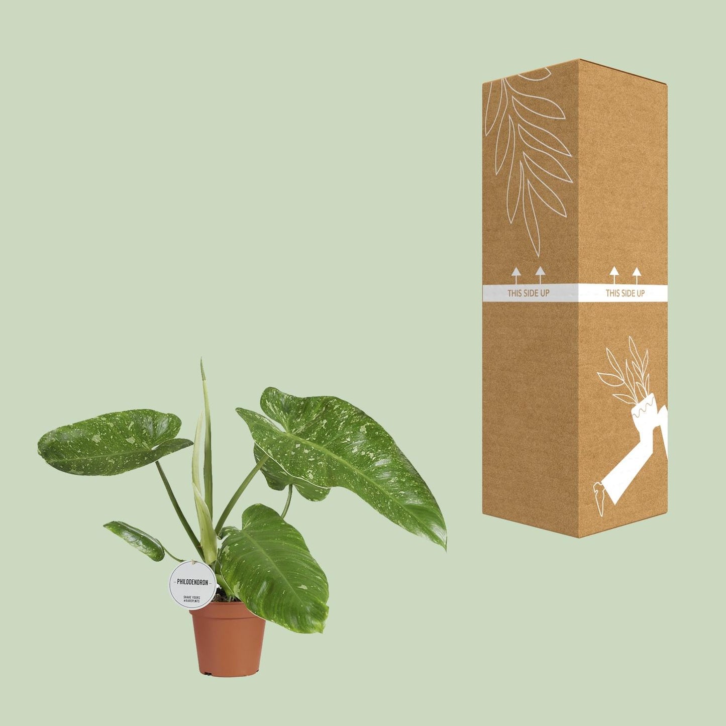 Philodendron Jose Buono – Zeldzame Variegata met Spectaculair Gevlekt Blad