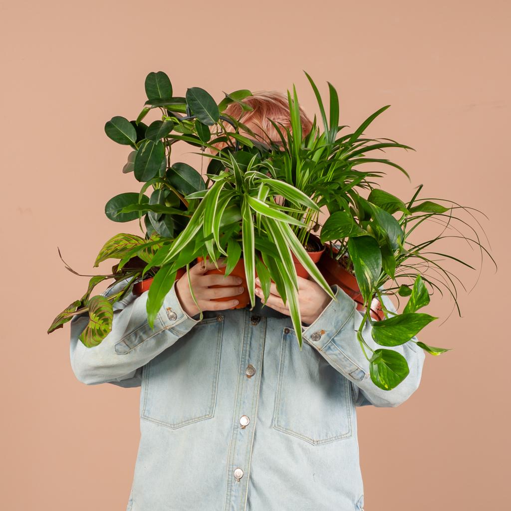 Groene Kneusjesbox – 6 verrassingsplanten met karakter (duurzaam & voordelig)