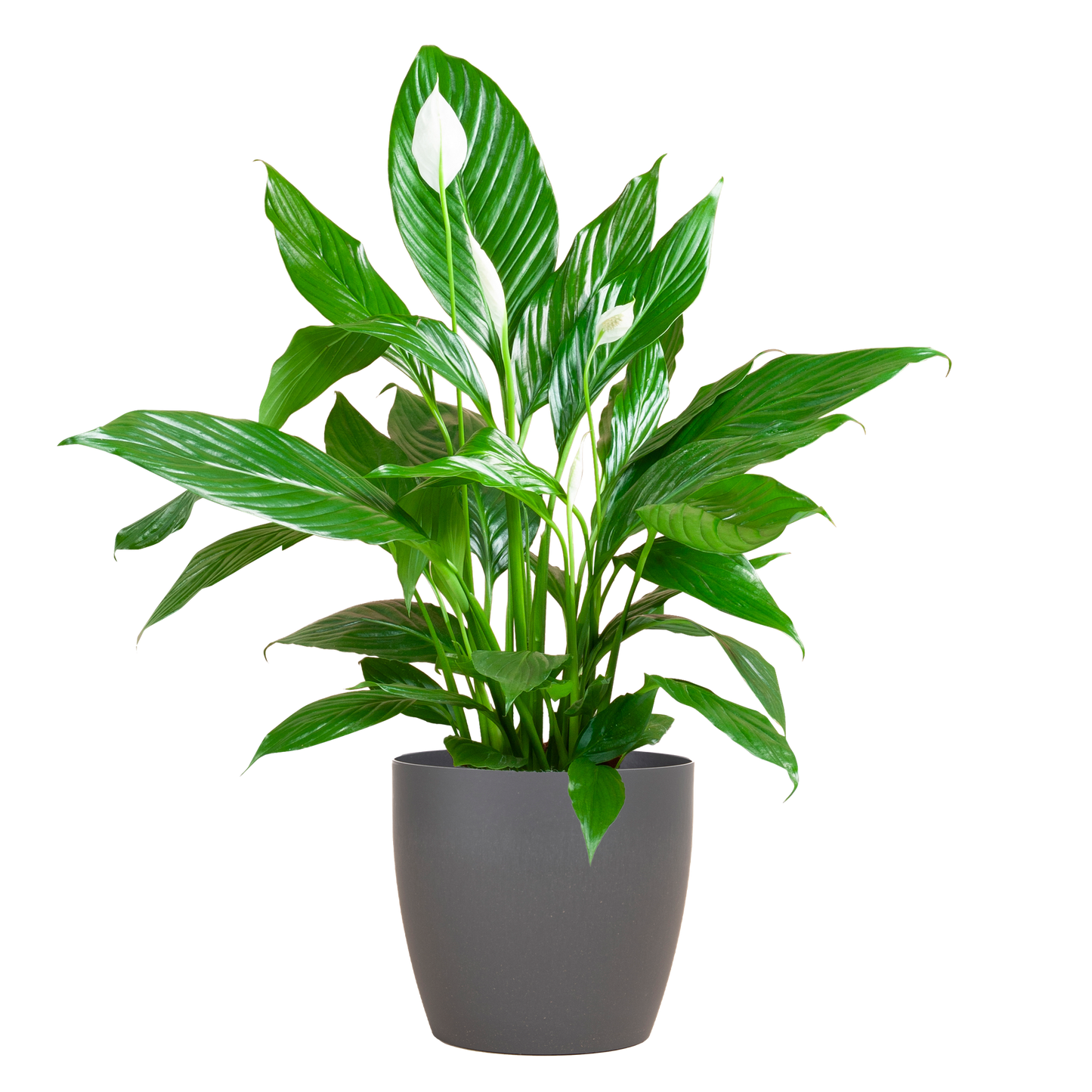Spathiphyllum Sweet Lauretta met duurzame Viber pot – stijlvol en luchtzuiverend