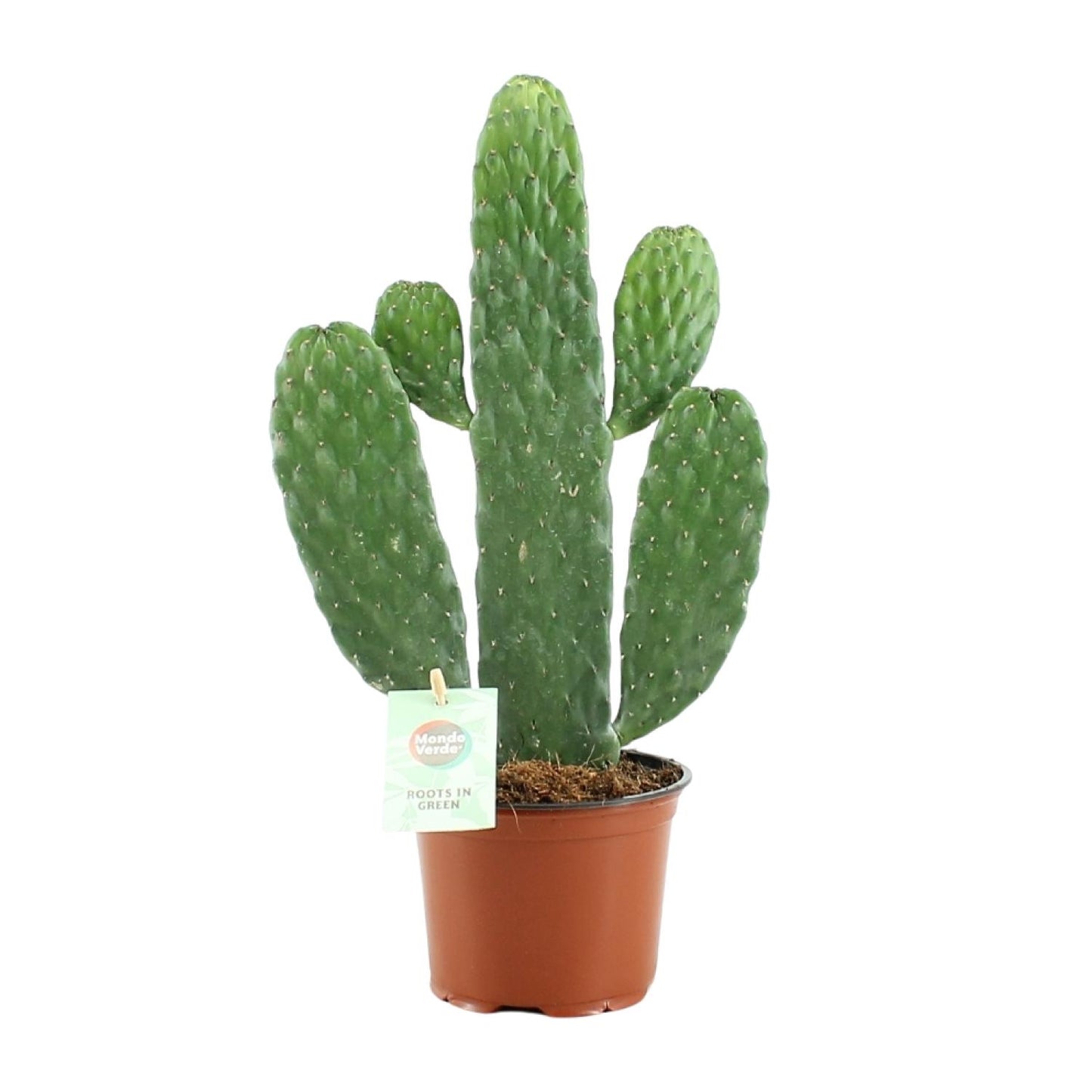 Opuntia Rubescens Consolea – Stijlvolle Cactus met Roodgetinte Stelen